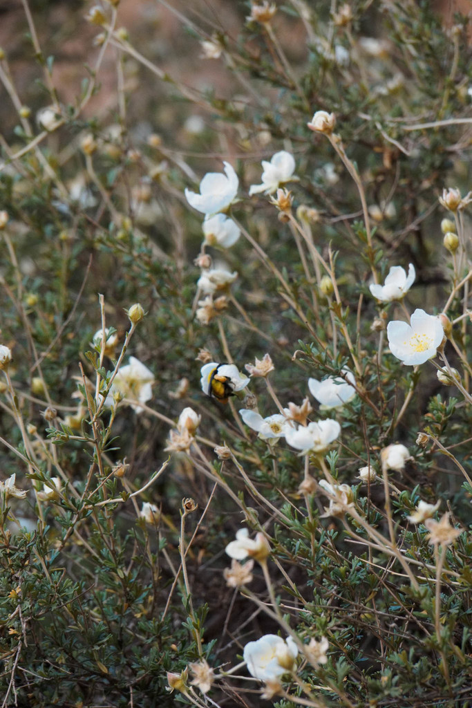 Enjoy the rose-like flowers in the early summer