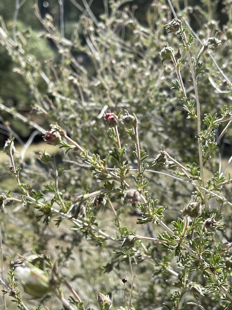 New leaves emerge alongside the buds, and the show starts again