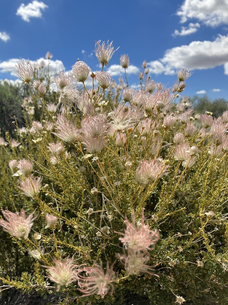 Watch the flowers turn into fiber optic-like seed plumes.