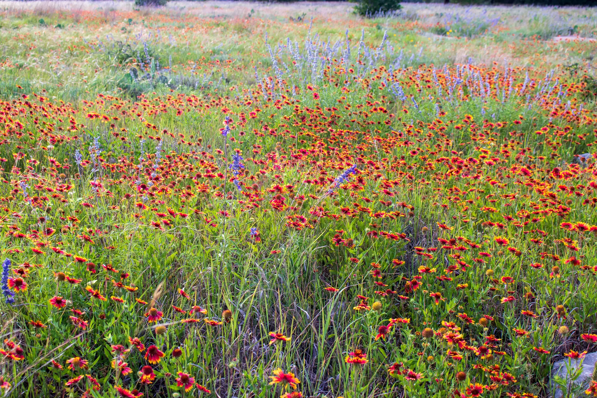 Meadow of red and yellow blanket flowers with spikes of pale purple sage