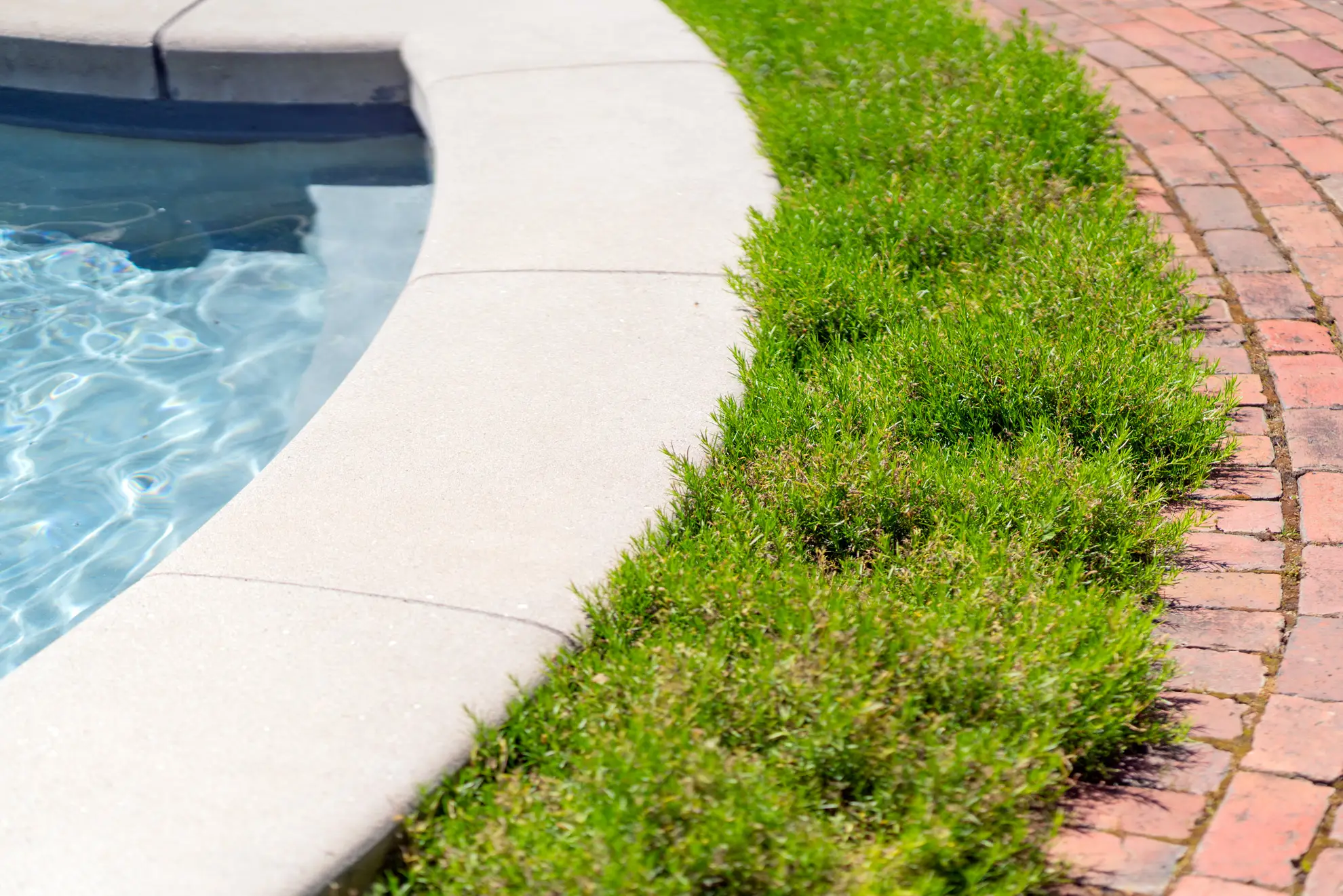 Creeping phlox, not in bloom, in a low green band edging a pool beside a brick path