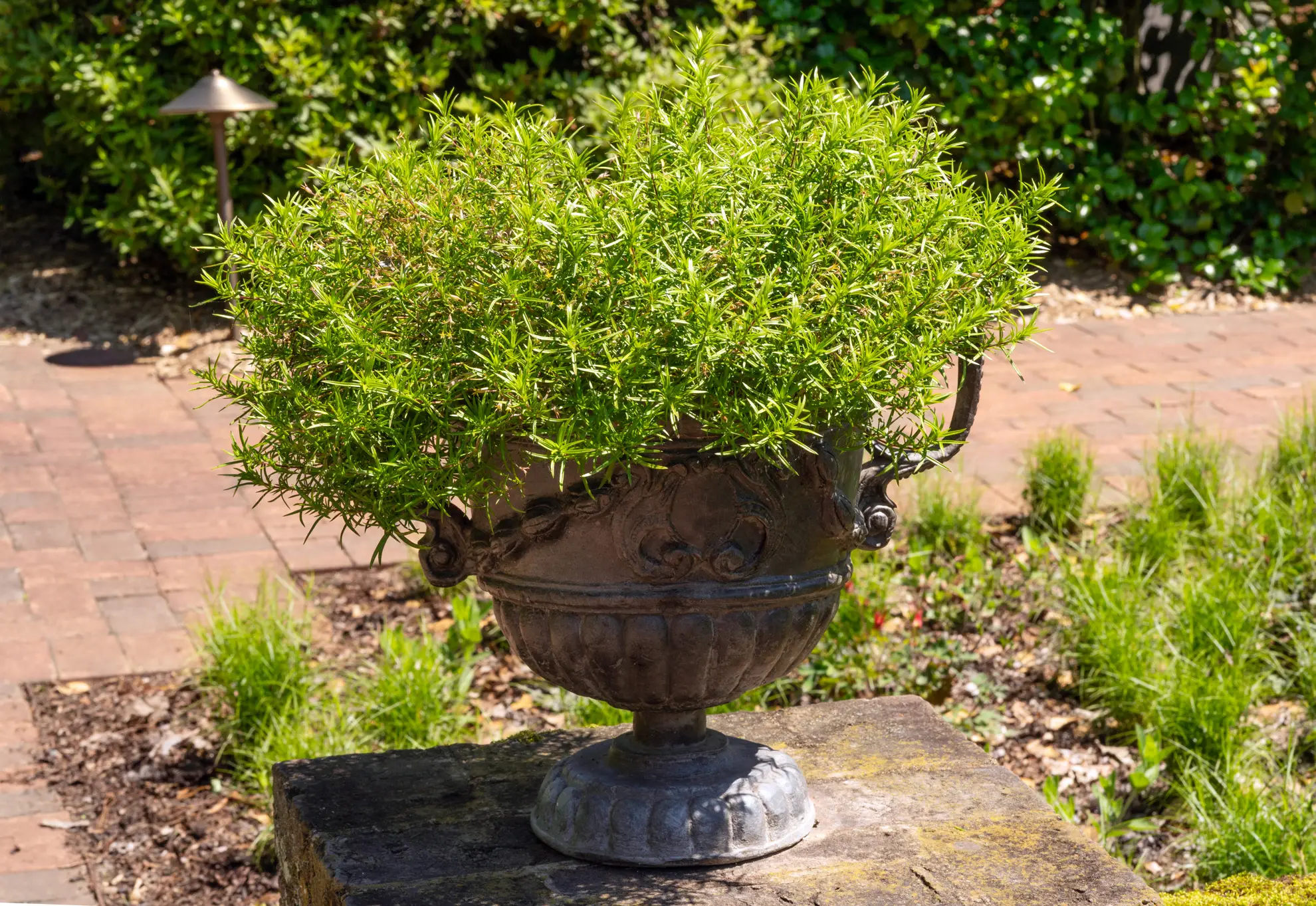 Creeping phlox, not in bloom, spilling from a stone urn on a brick garden path