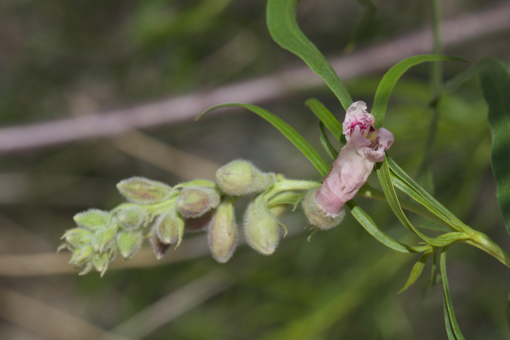 Fresh green leaves emerge, along with flower bugs.