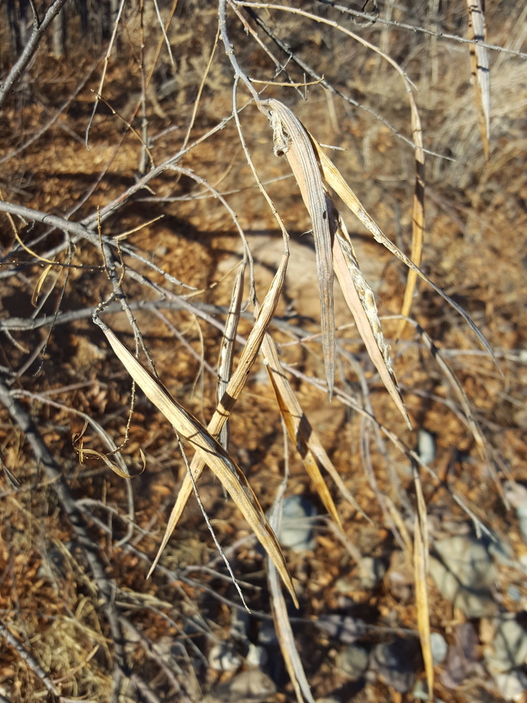 The leaves drop, the seeds open, and the tree looks like a sculpture.