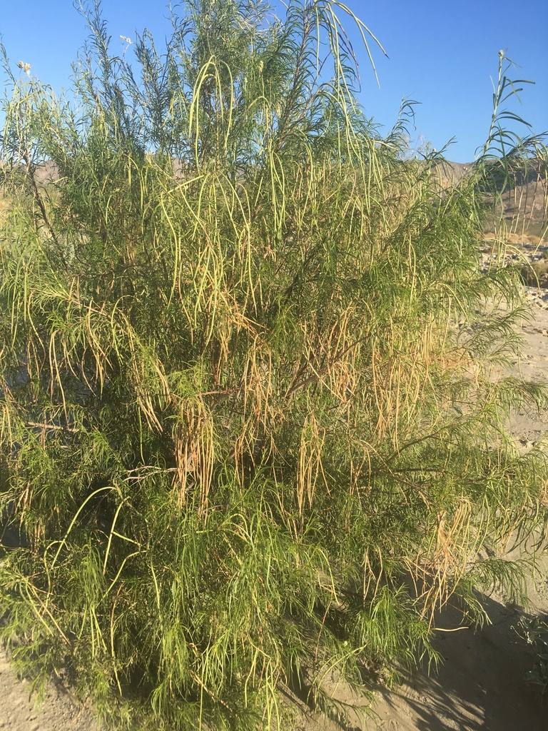 The flowers turn into dangling seed pods, and the leaves fall.
