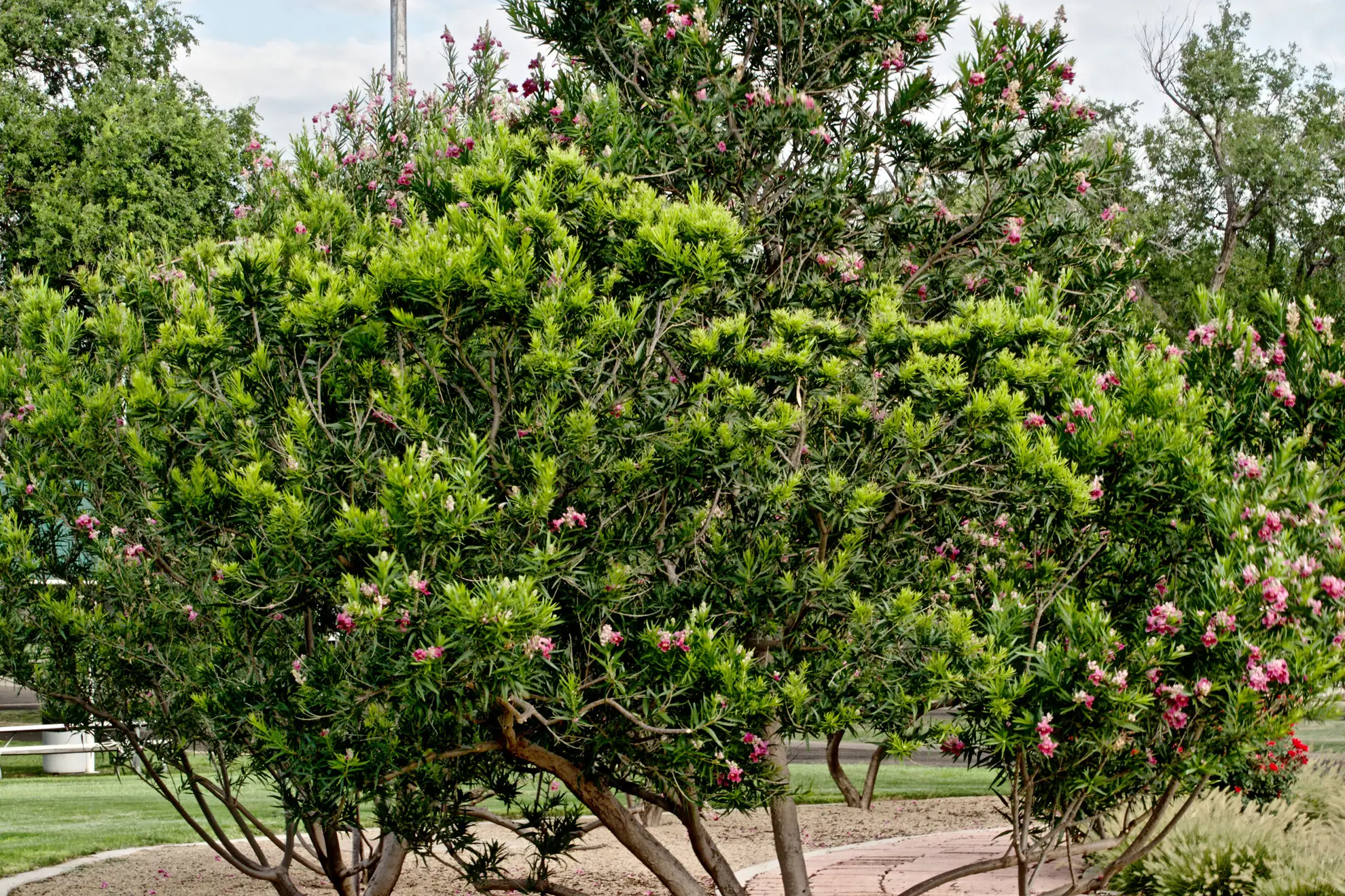 Large shrub with pink flowers beside a picnic area