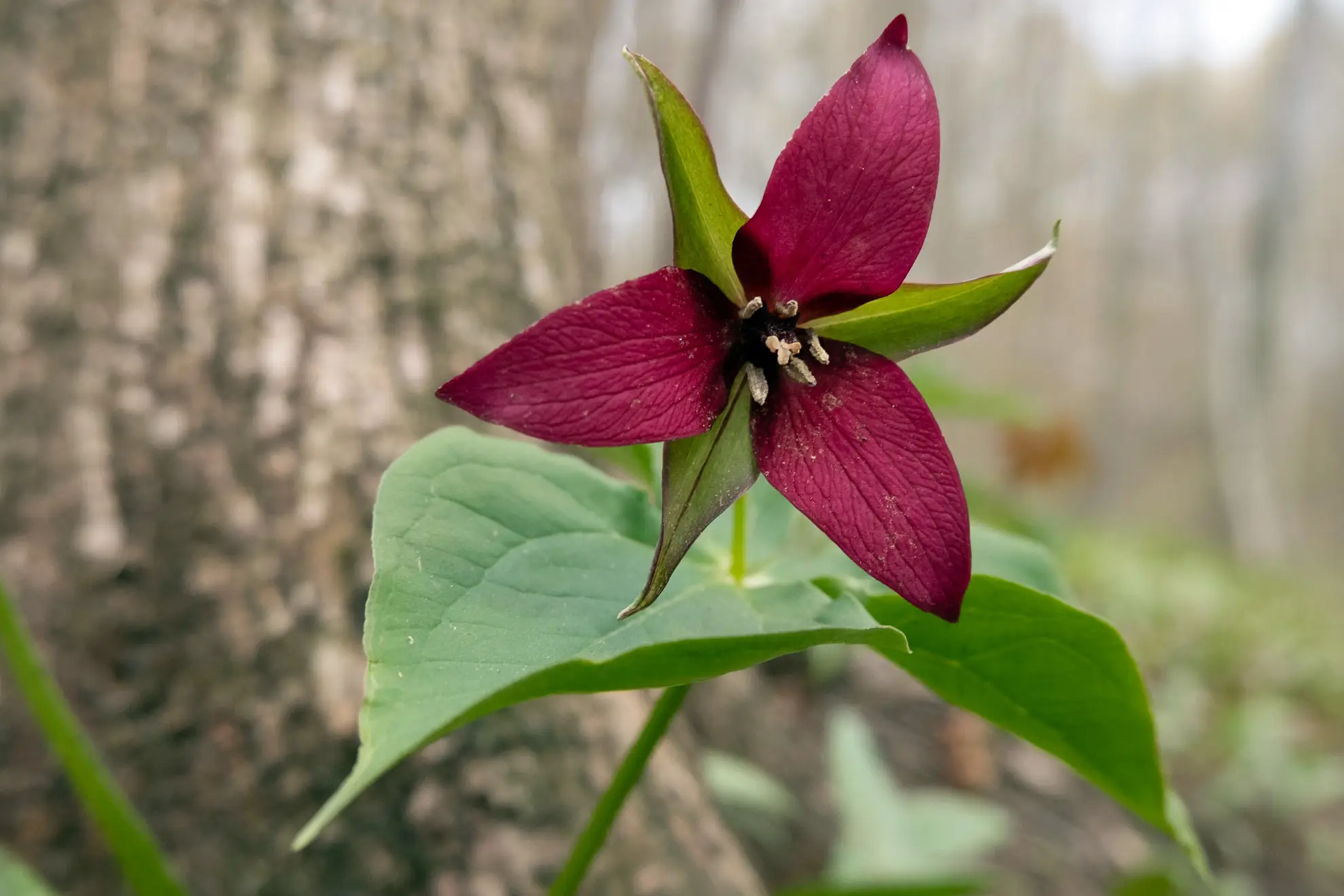 Red trillium up close, a single maroon flower with three pointed petals
