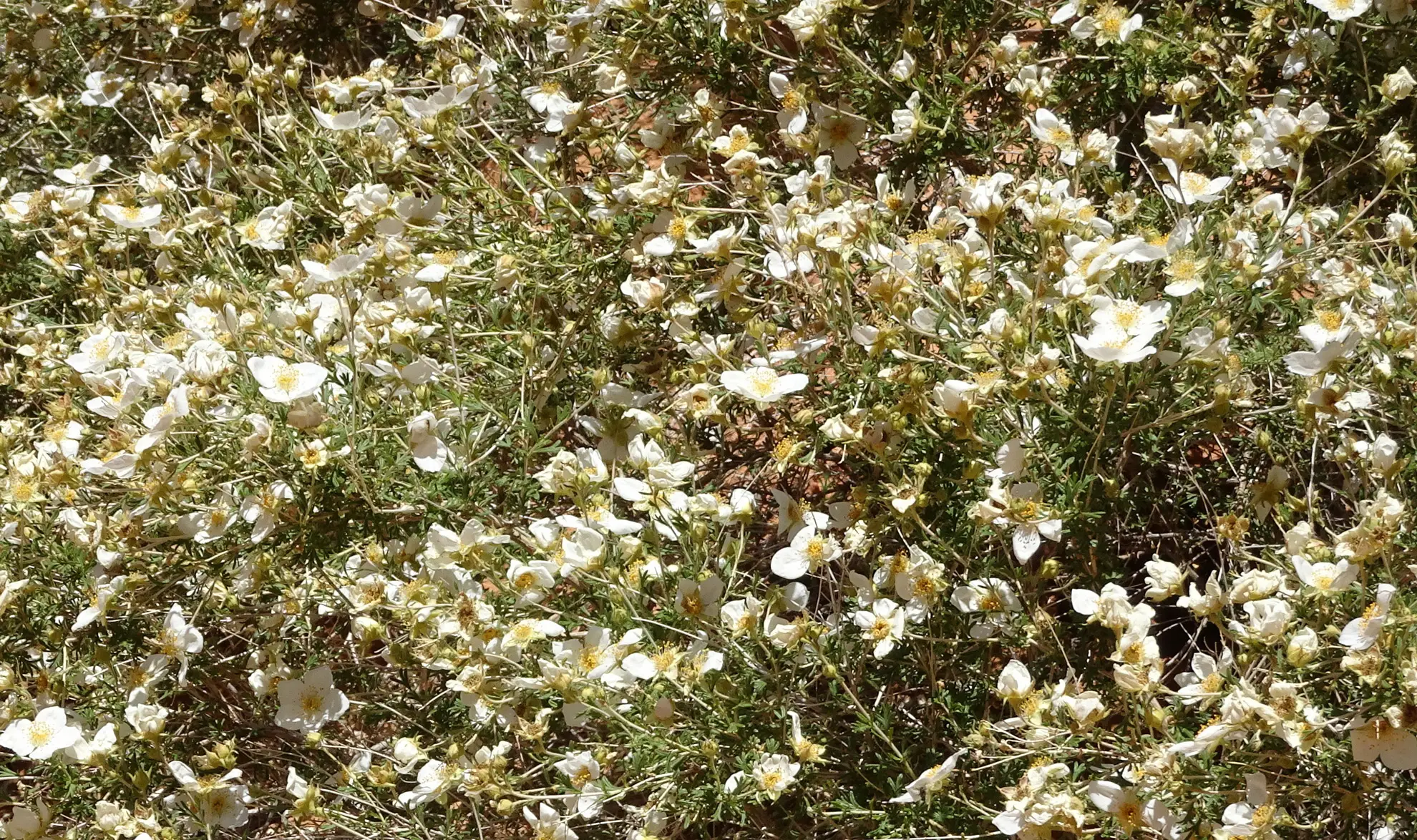 Apache plume in spring, a low shrub covered in small white flowers