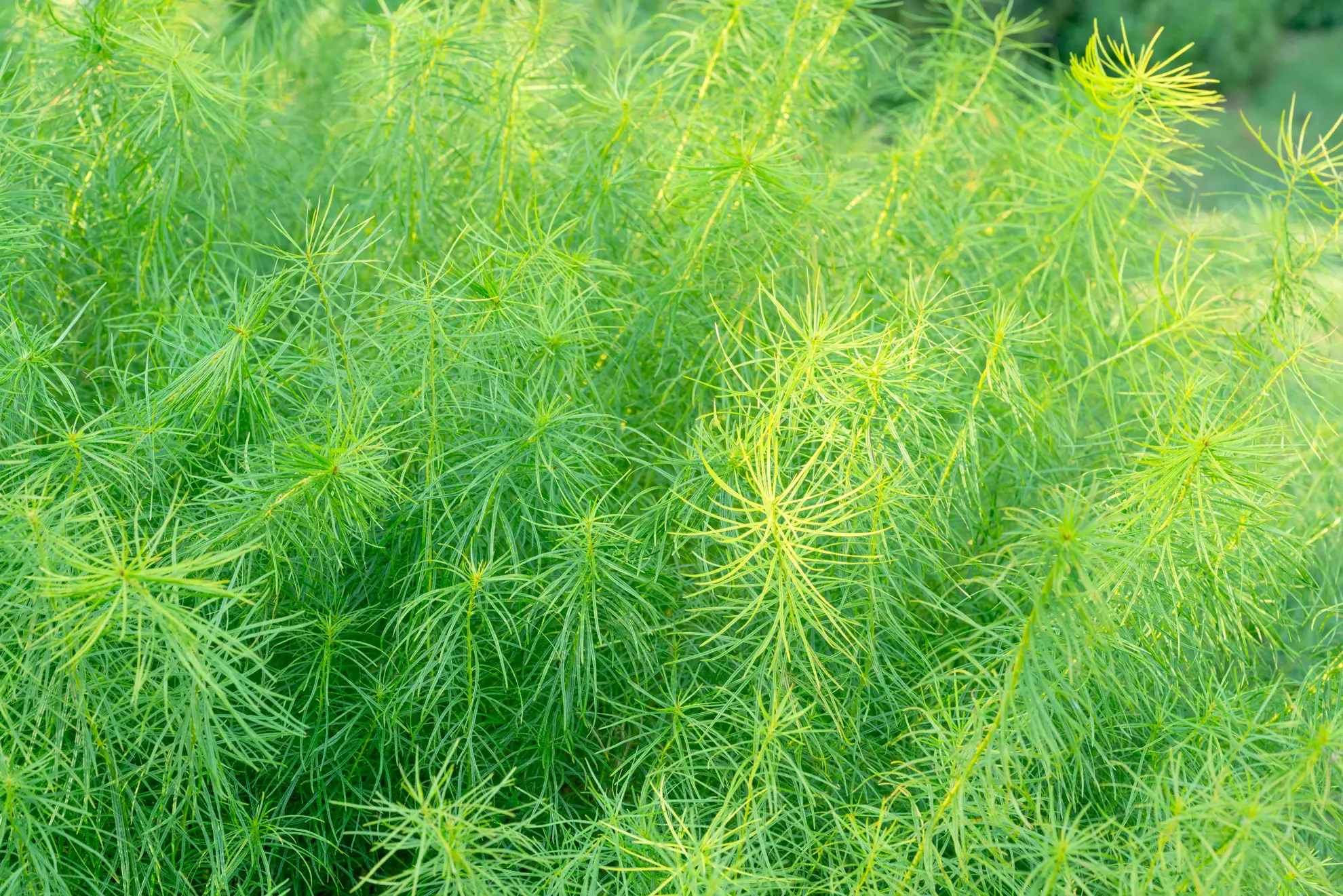 Fringed bluestar, a soft mound of thread-thin green leaves