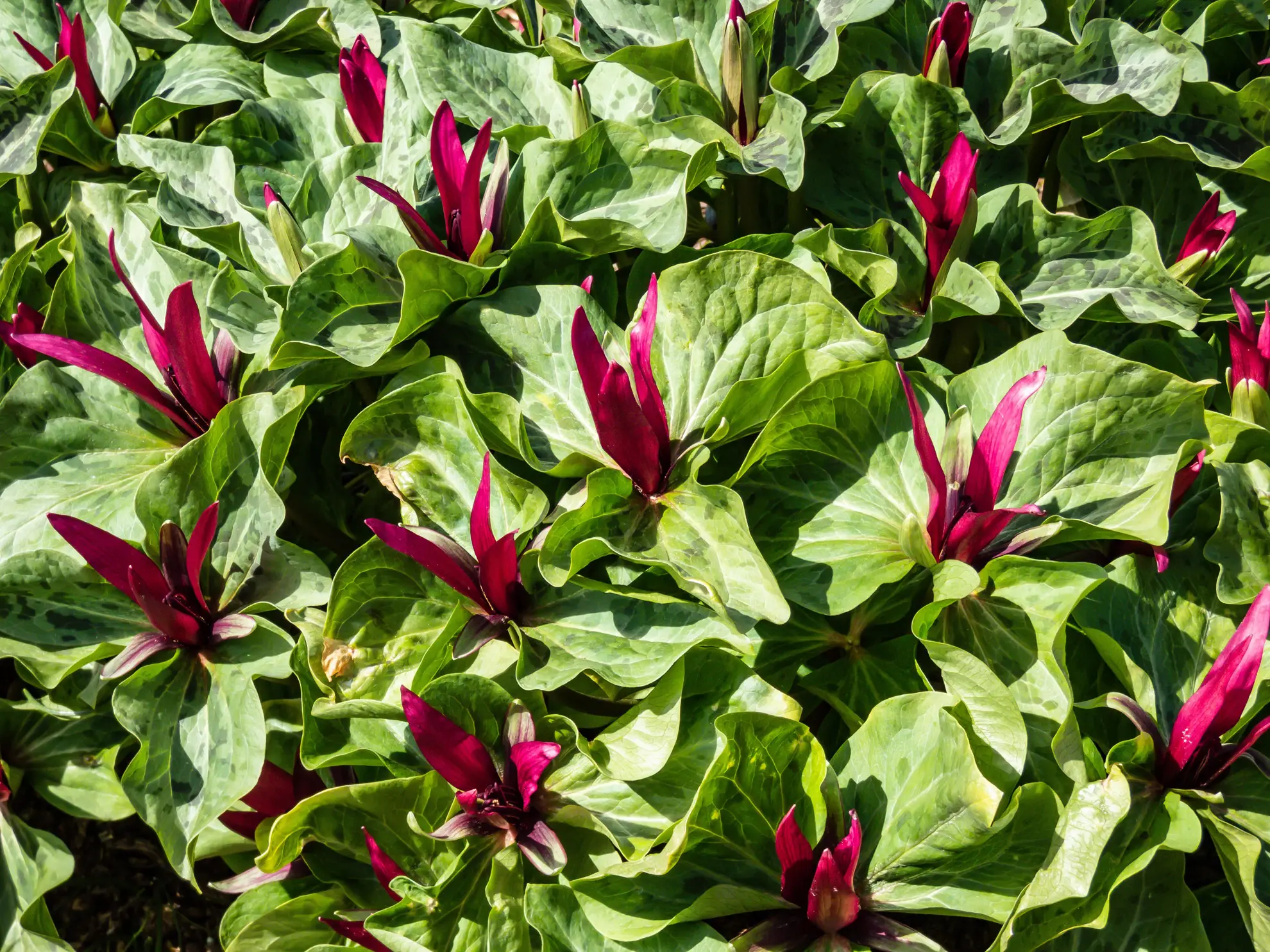 Giant trillium, upright deep red flowers above mottled leaves