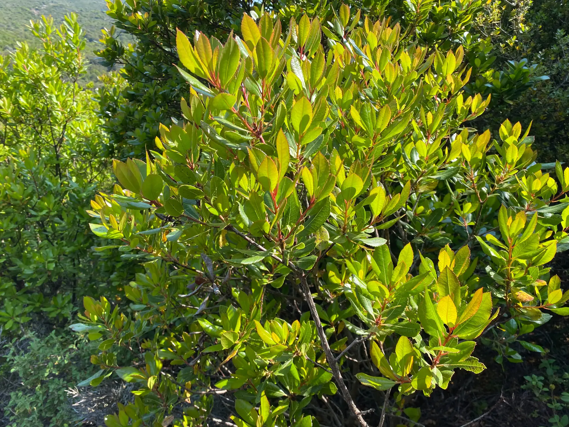 Toyon, a shrub with glossy evergreen leaves on red stems