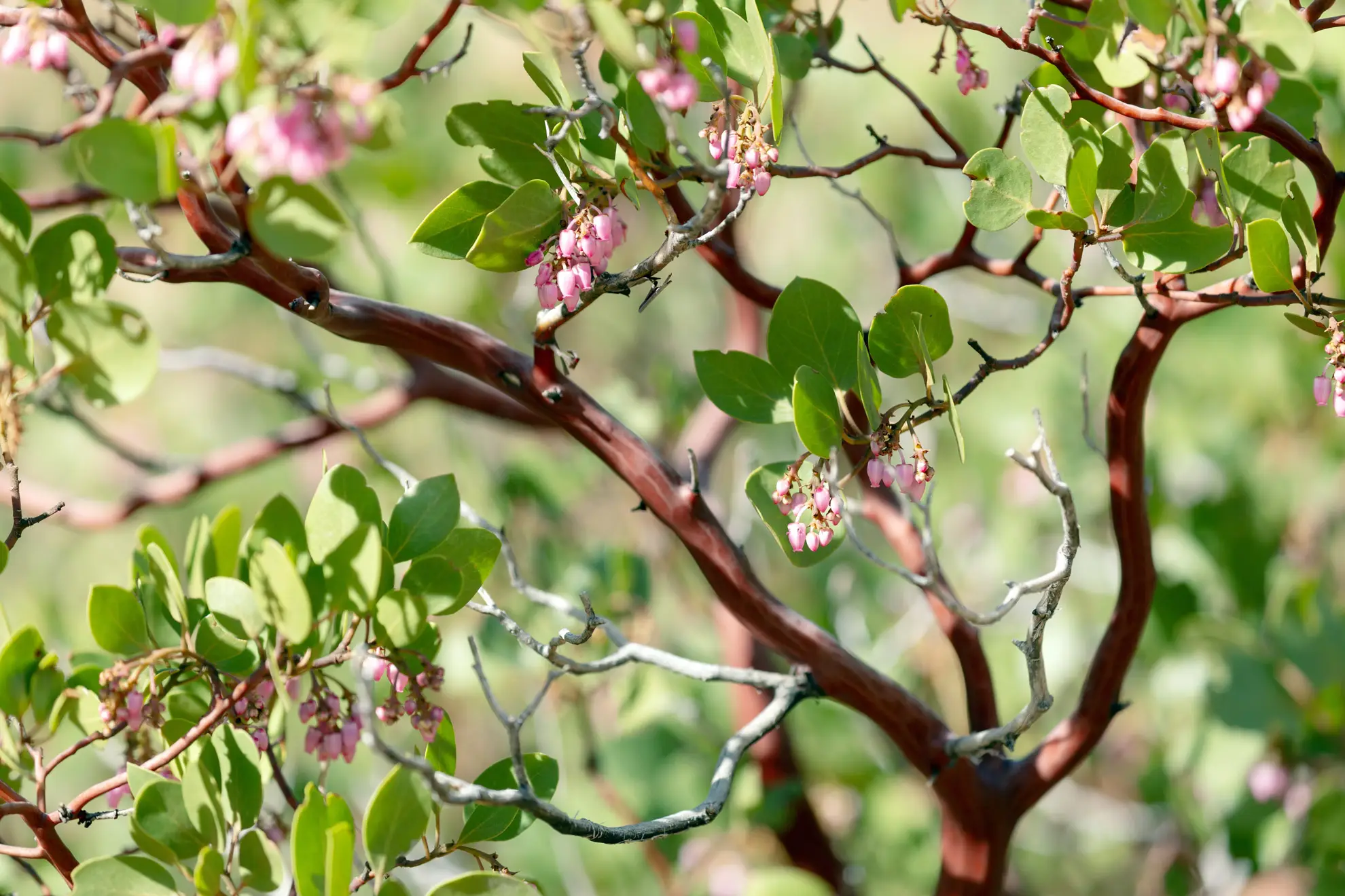 Greenleaf manzanita, small pink bell flowers and round leaves on smooth red branches