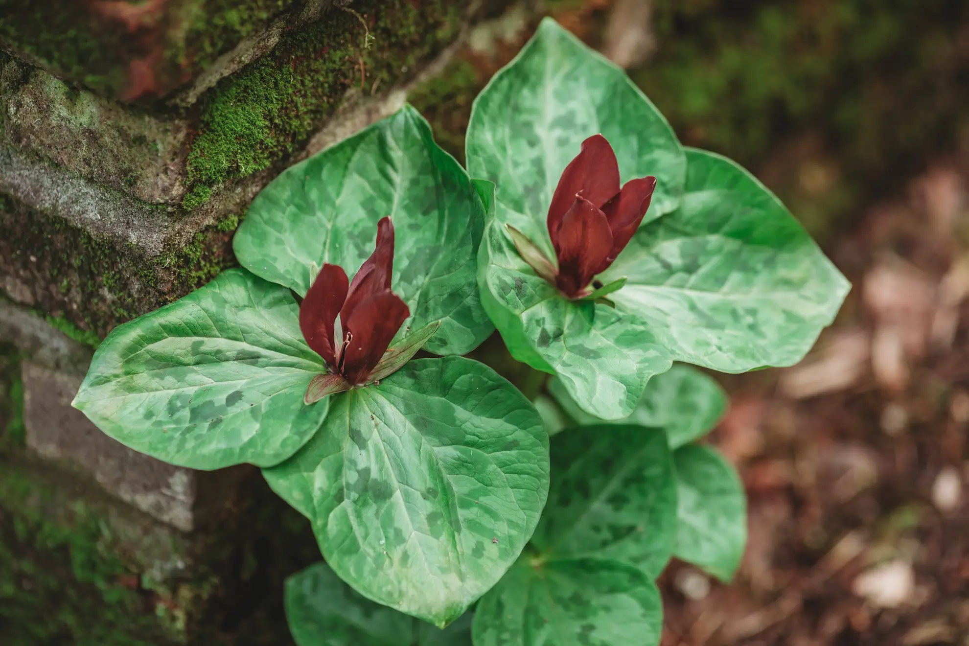 Prairie trillium, upright maroon flowers above mottled green leaves by a mossy wall