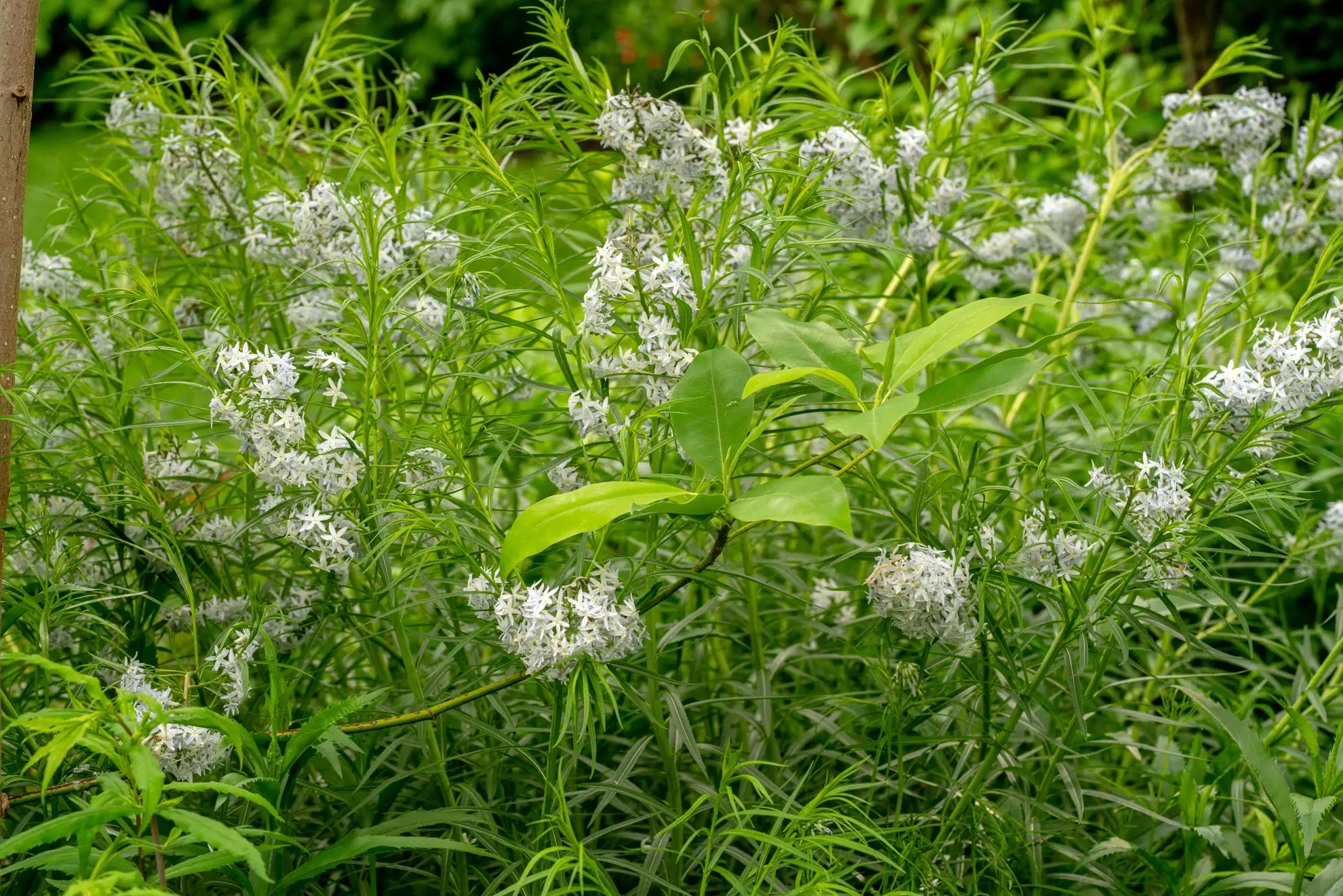 Amsonia’s pale blue star flowers beside a sweetbay magnolia’s broad leaves