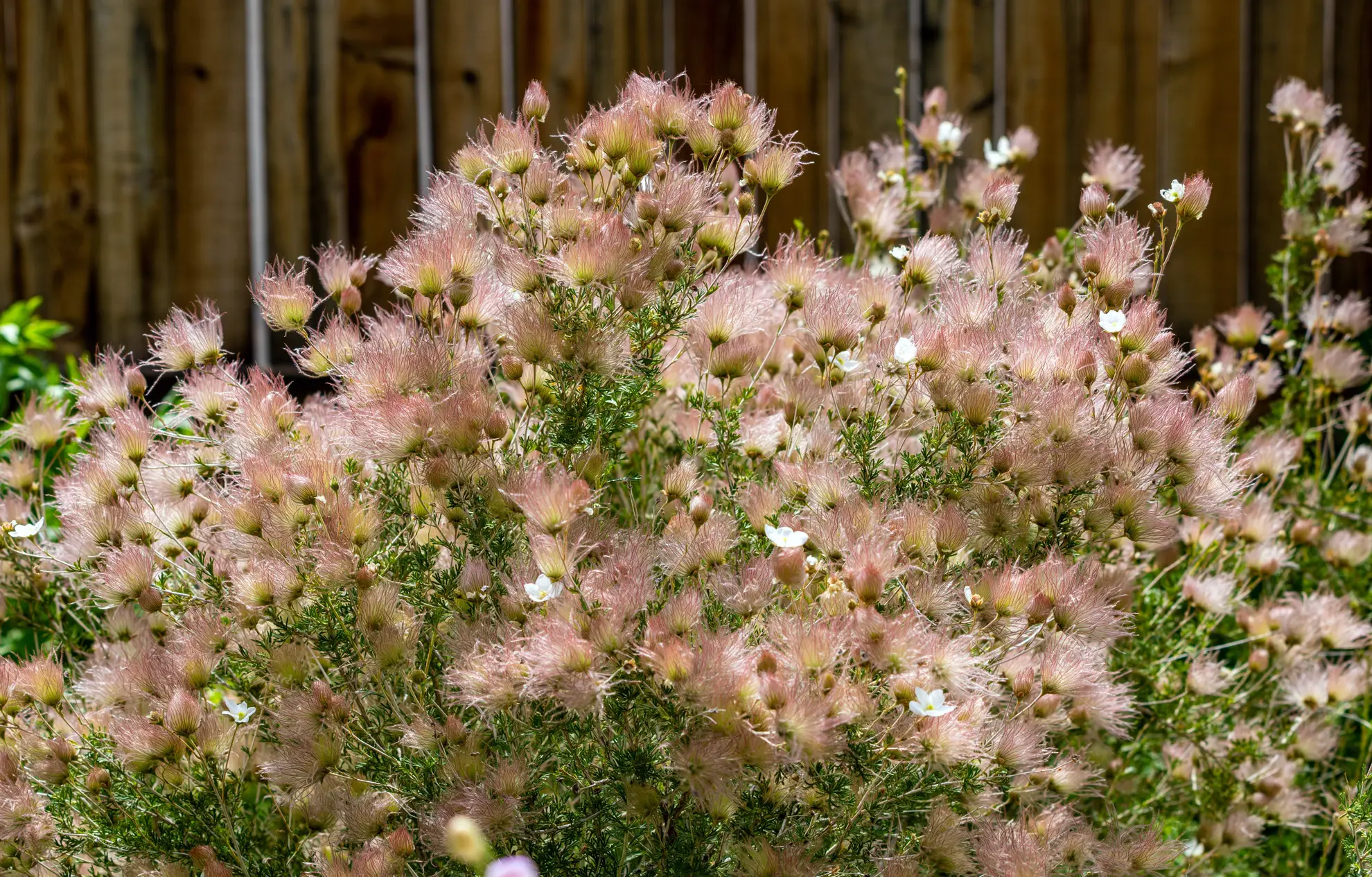 Apache plume, a rounded shrub covered in pink feathery plumes against a wooden fence