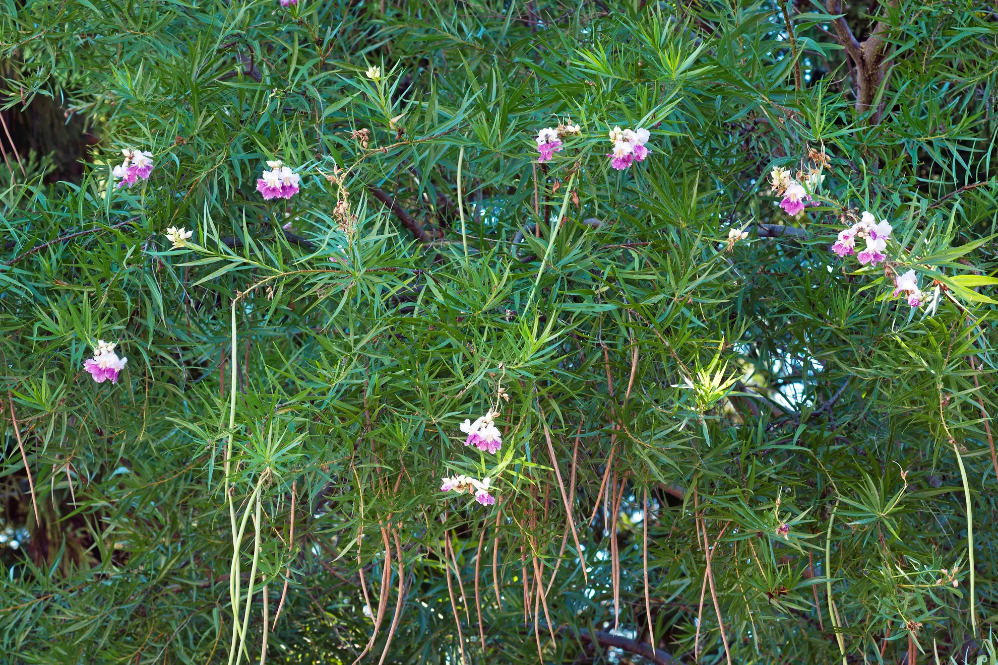 Desert willow, a few pink flowers among long narrow leaves and hanging seed pods
