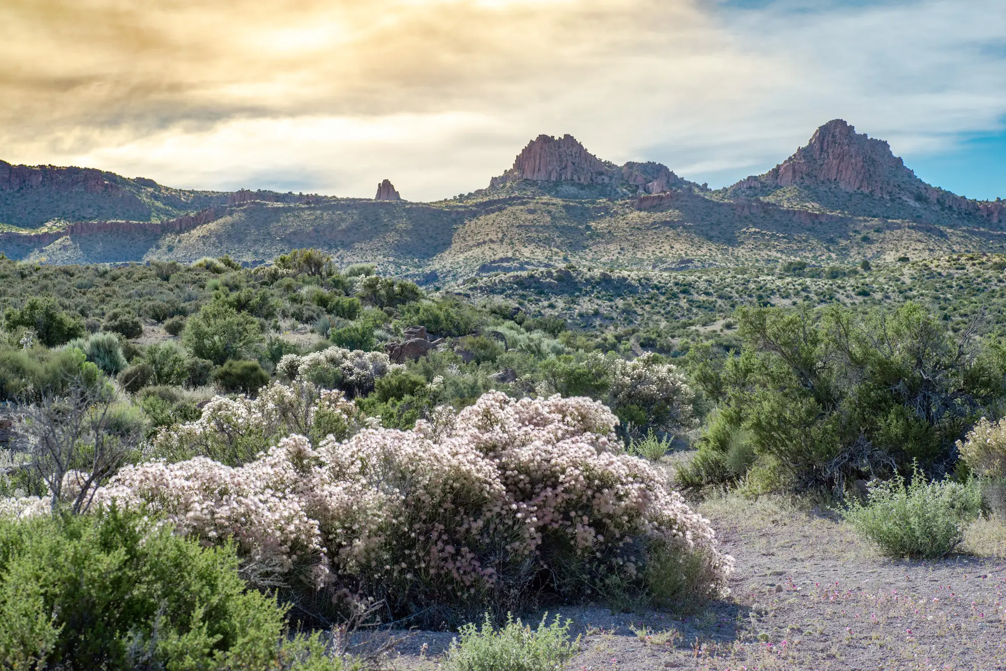 Apache plume, a pale pink shrub in a desert landscape below rocky peaks