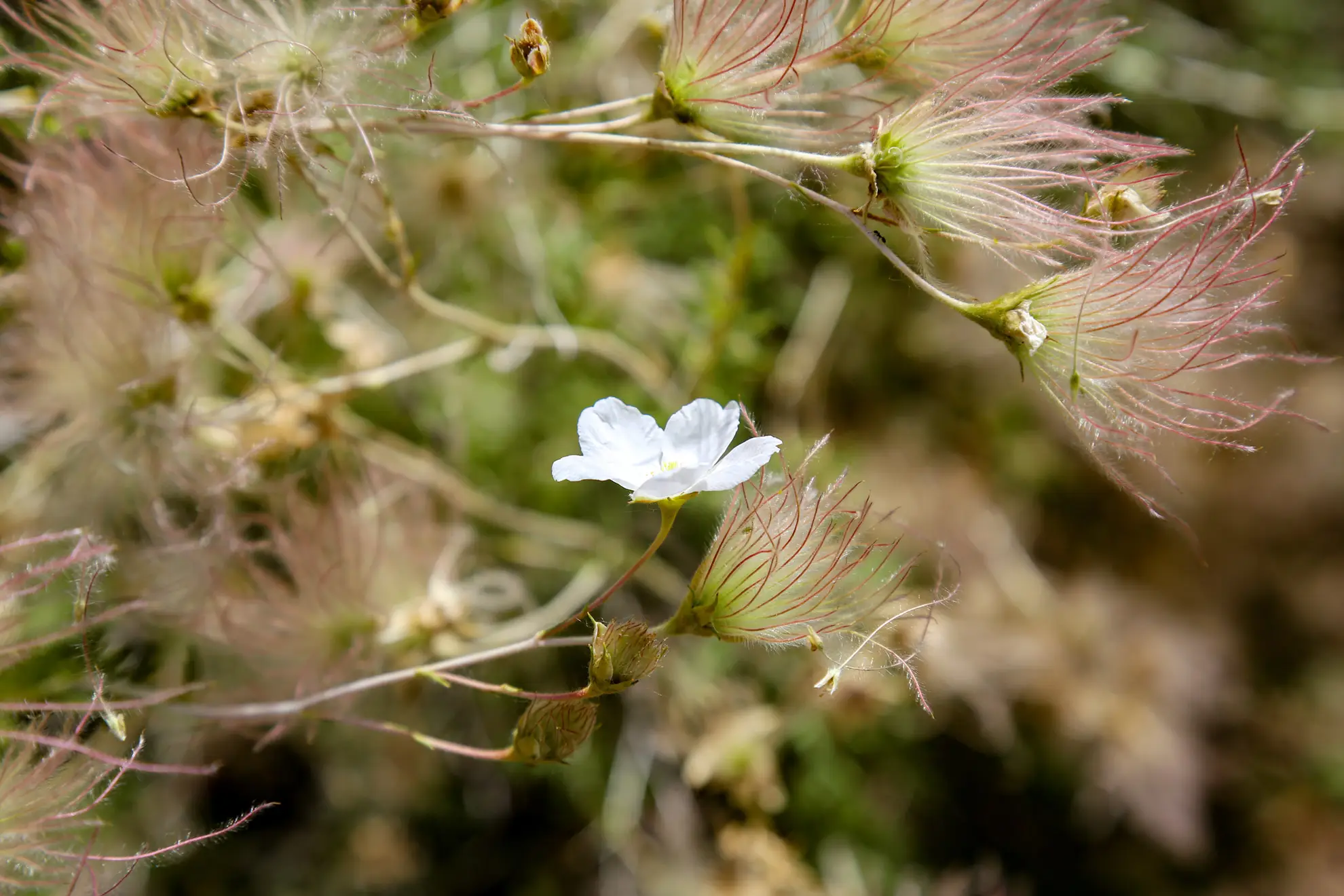 Apache plume, a white flower among wispy pink seed plumes