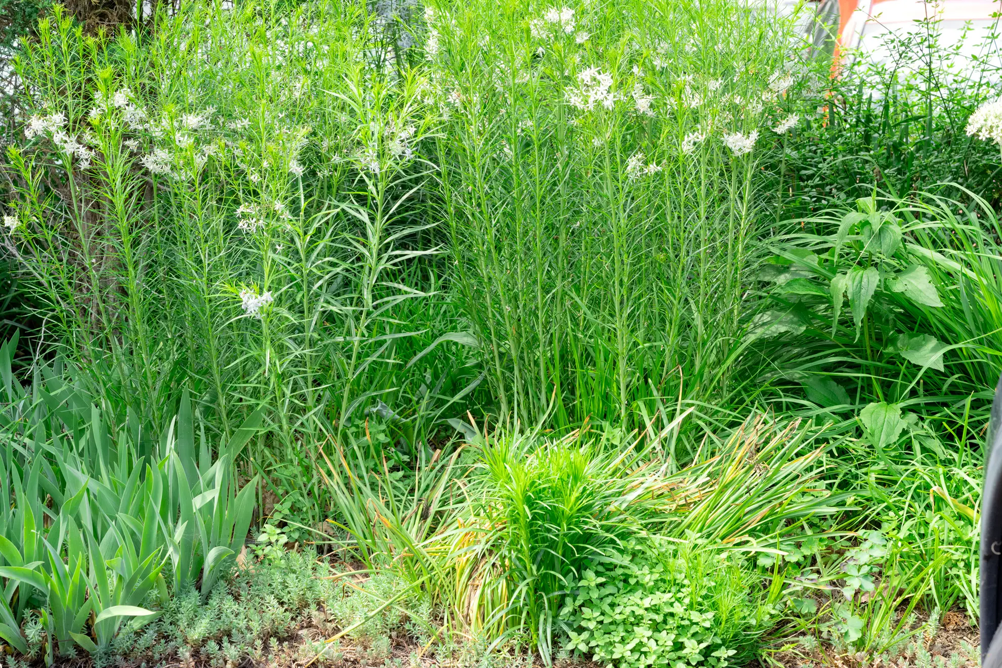 Amsonia making a tall green backdrop behind young blazing star and other summer plants