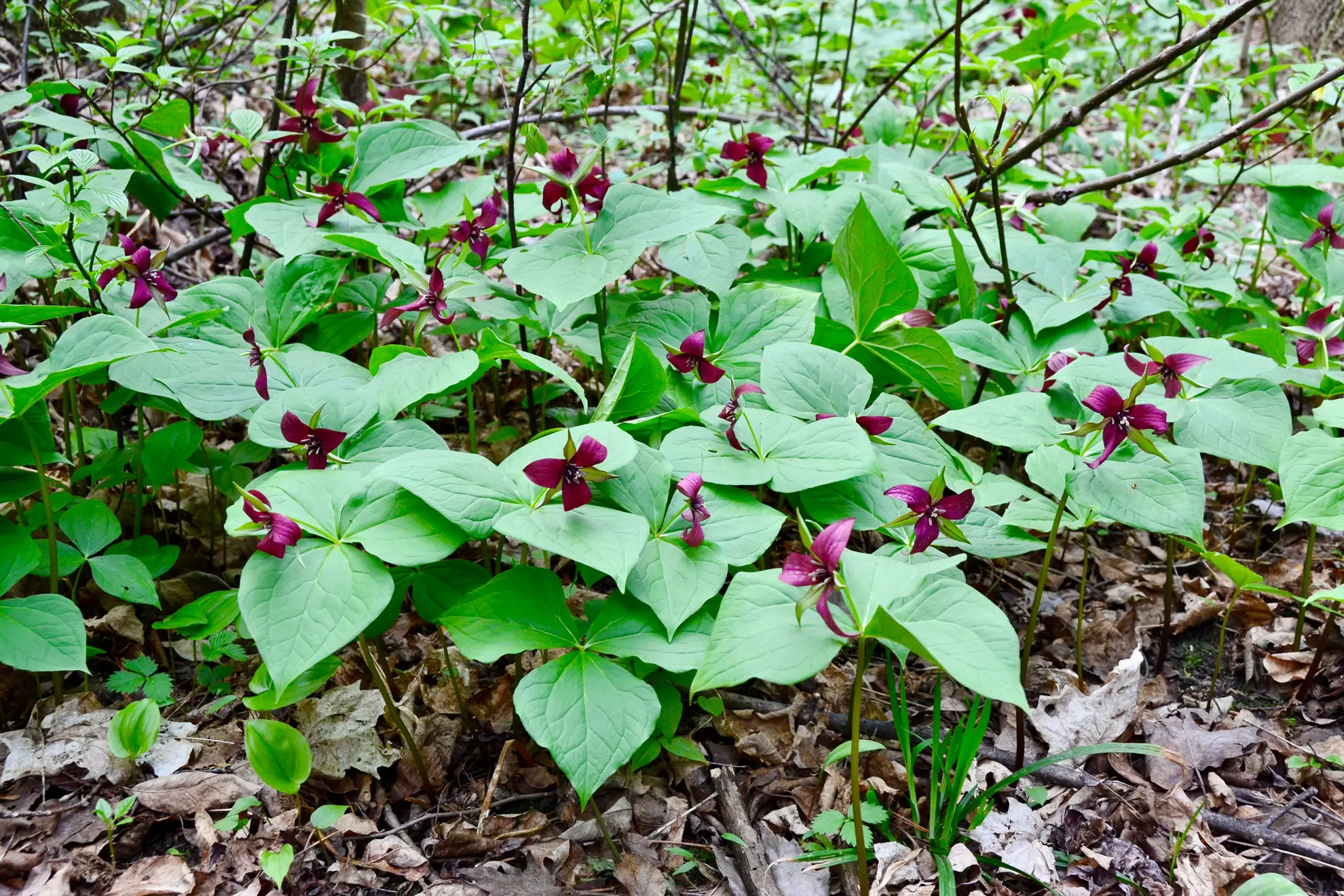 Red trilliums, a patch of deep maroon flowers above three-part leaves