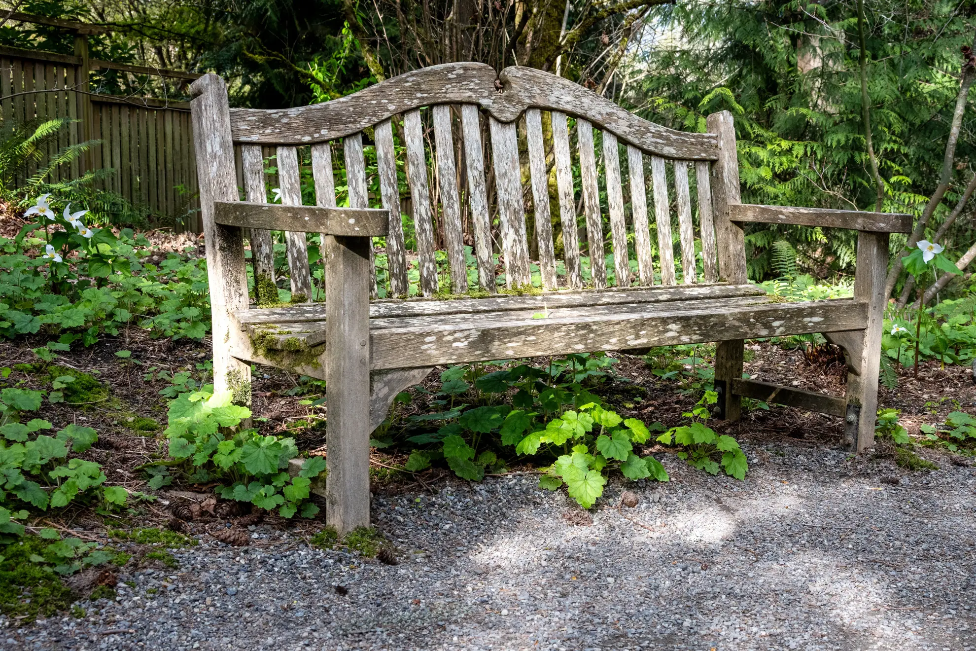 Weathered wooden bench in a shade garden with white trilliums, heuchera and foamflower