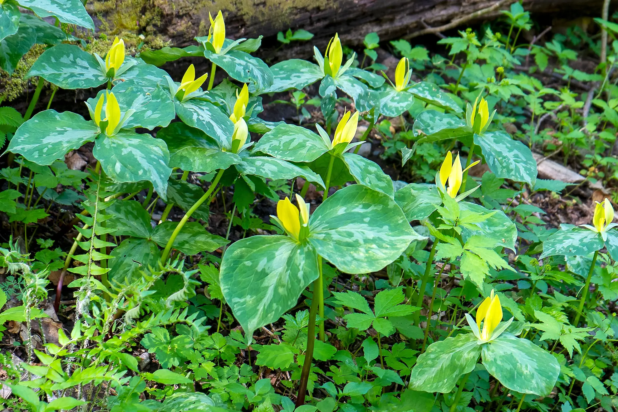 Yellow trilliums, upright yellow flowers above mottled green leaves on a forest floor