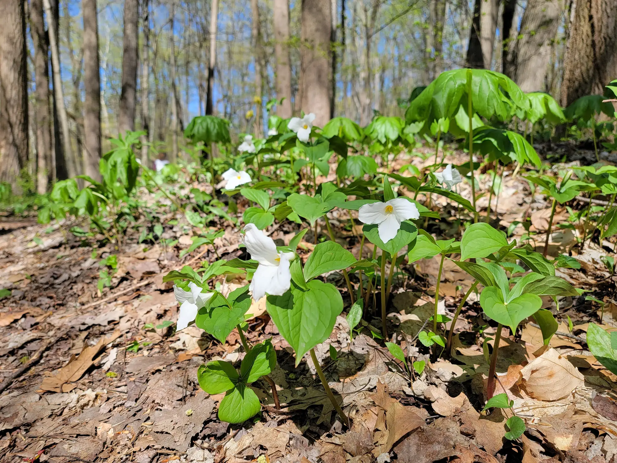 White trilliums blooming among mayapples on a leafy forest floor in spring