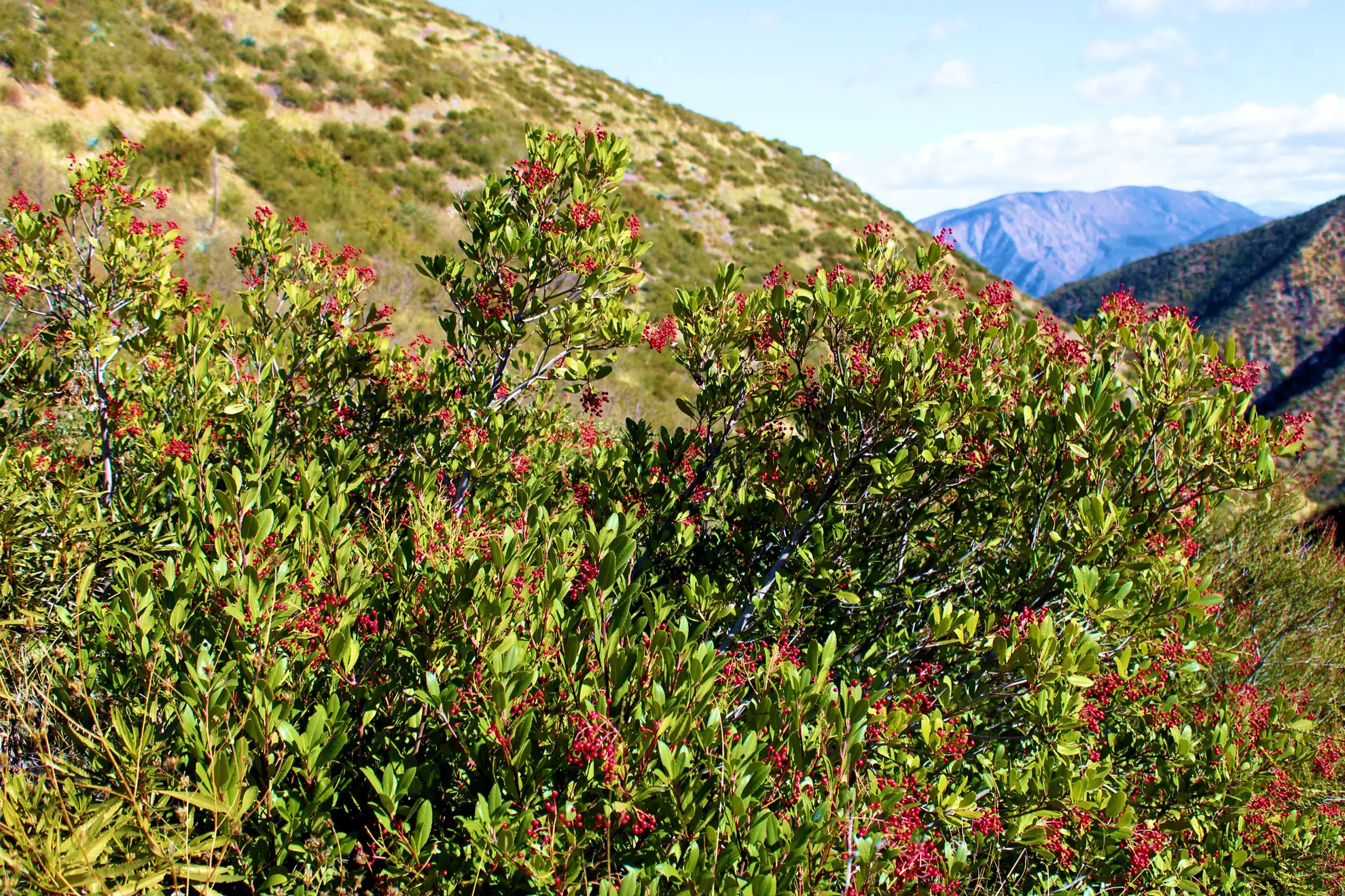Toyon covered in red berries on a chaparral hillside, mountains behind