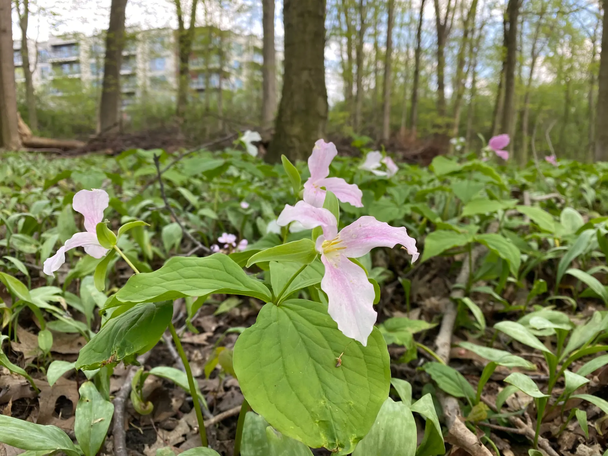Pink trilliums on the floor of an urban woods, apartment buildings behind the trees