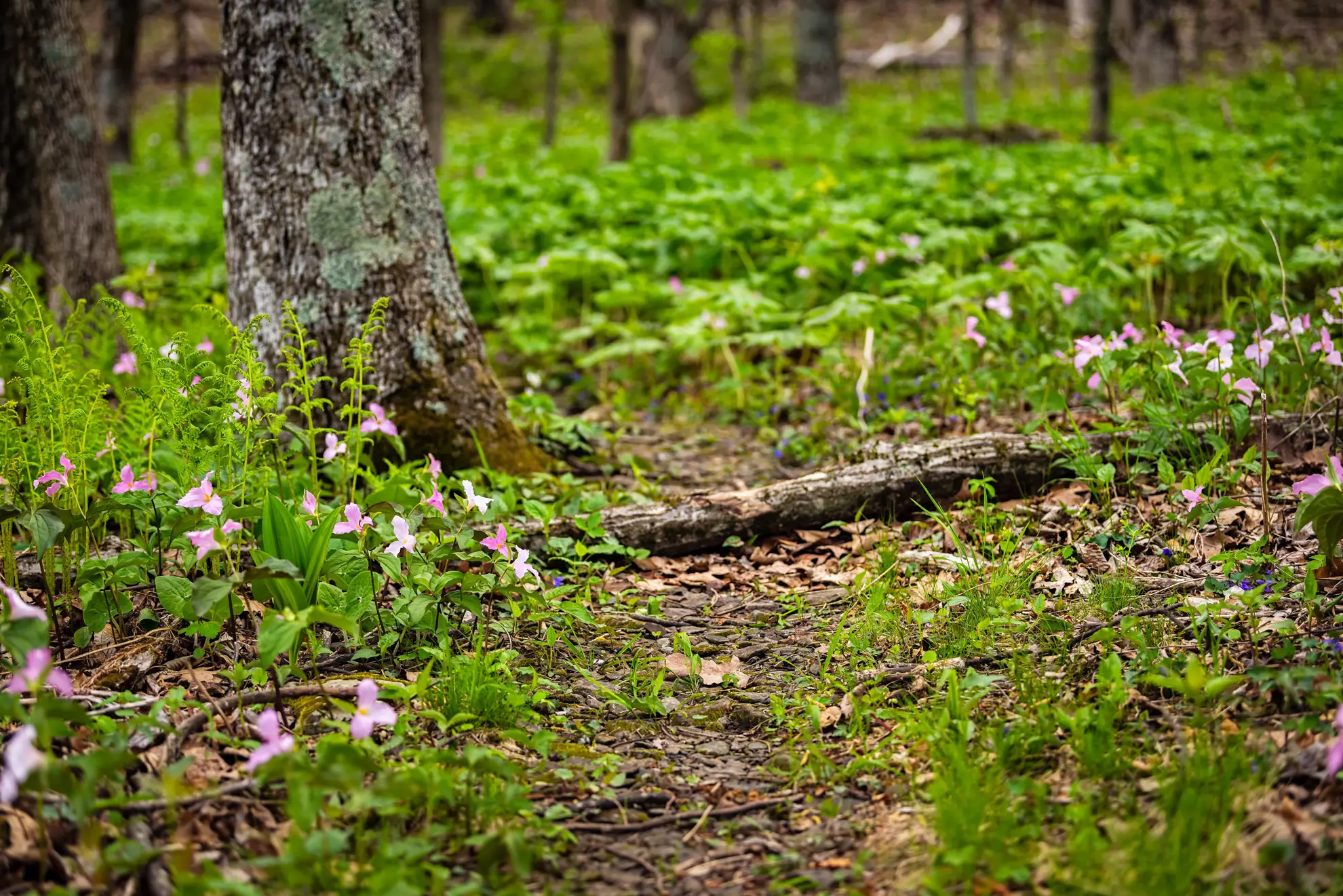 Pink trilliums scattered across a mossy forest floor under trees