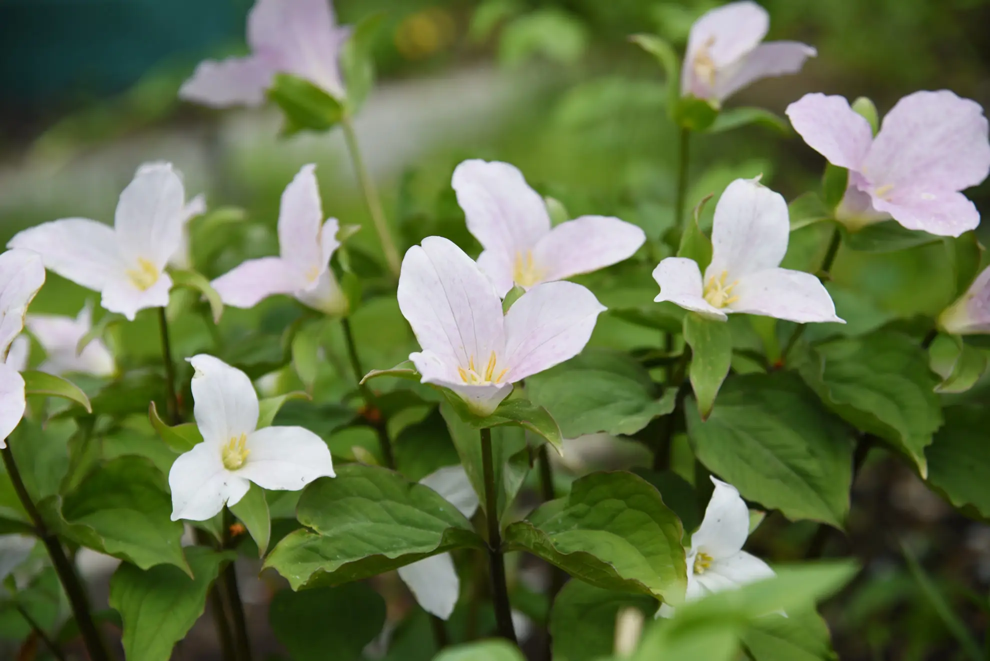 Large-flowered trillium, white three-petaled flowers blushed pink