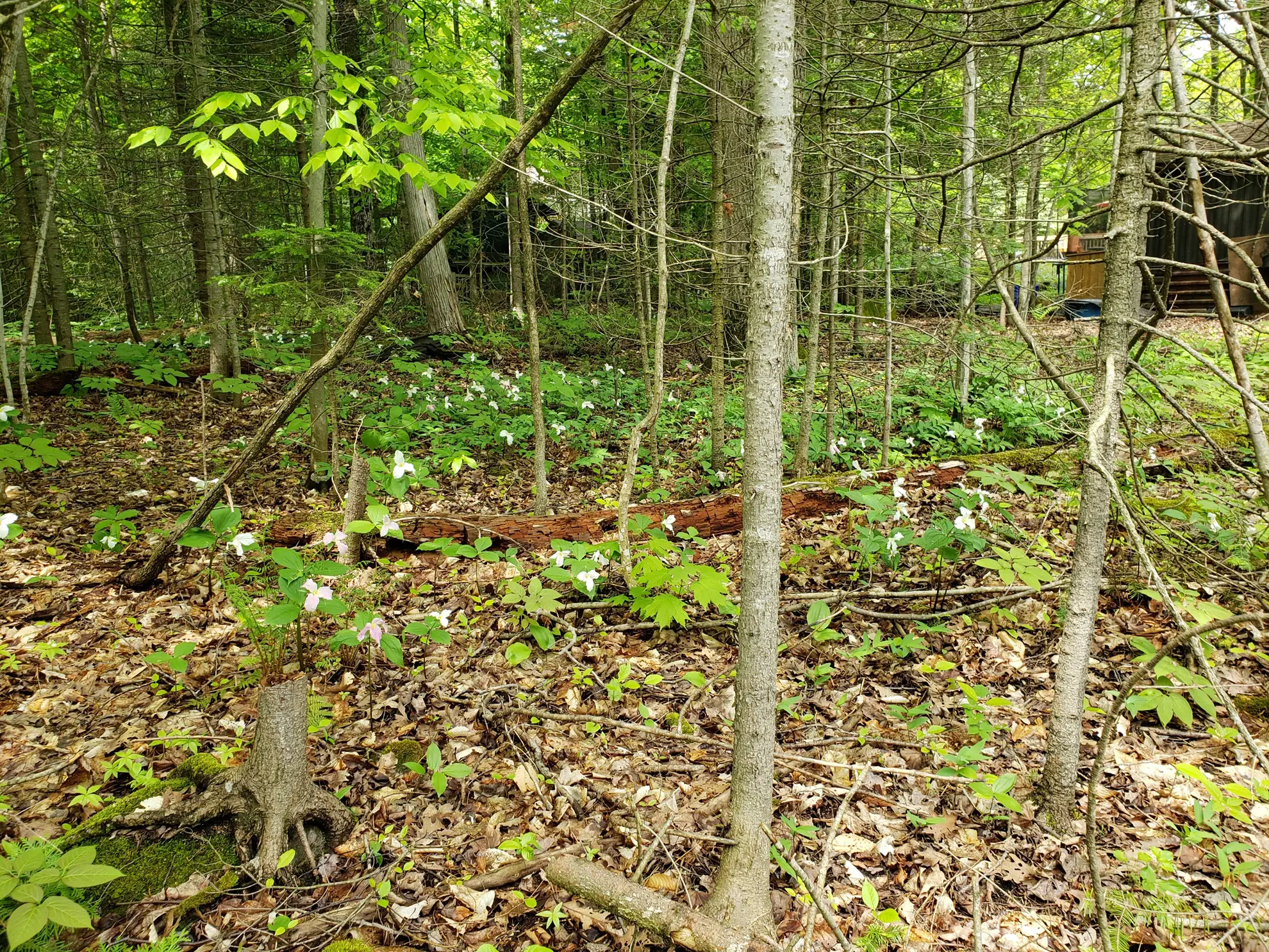 Woodland garden with white trilliums scattered across the leafy ground under young trees