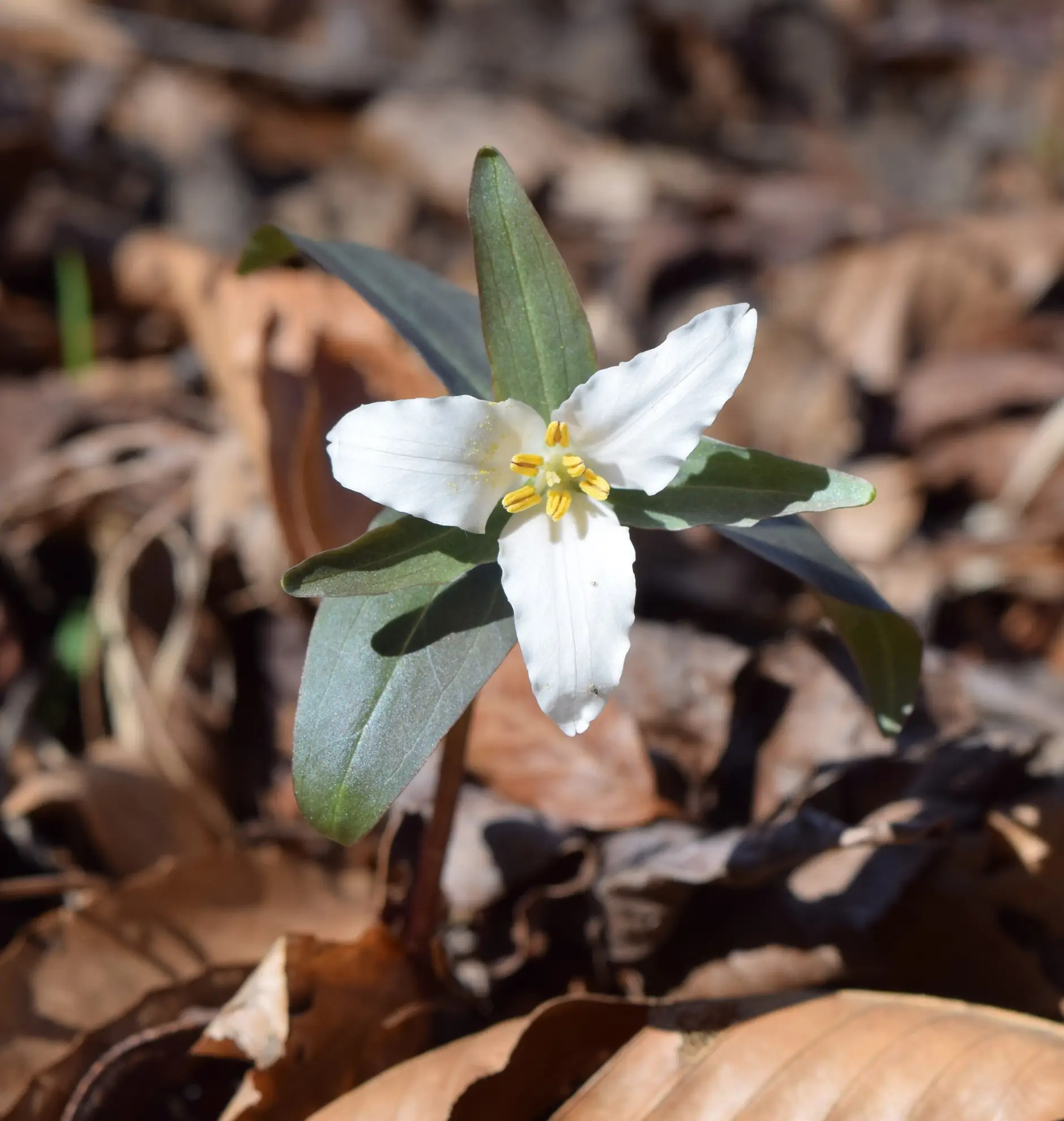 Dwarf wake-robin, a small white three-petaled flower among dry leaves