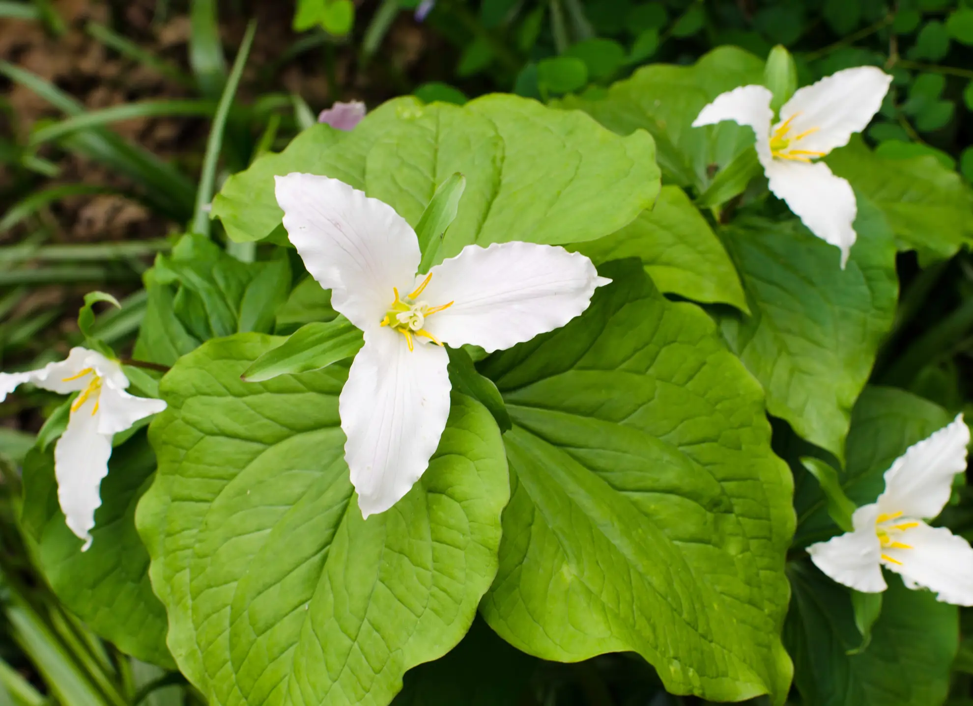 Western white trillium, white three-petaled flowers above broad green leaves