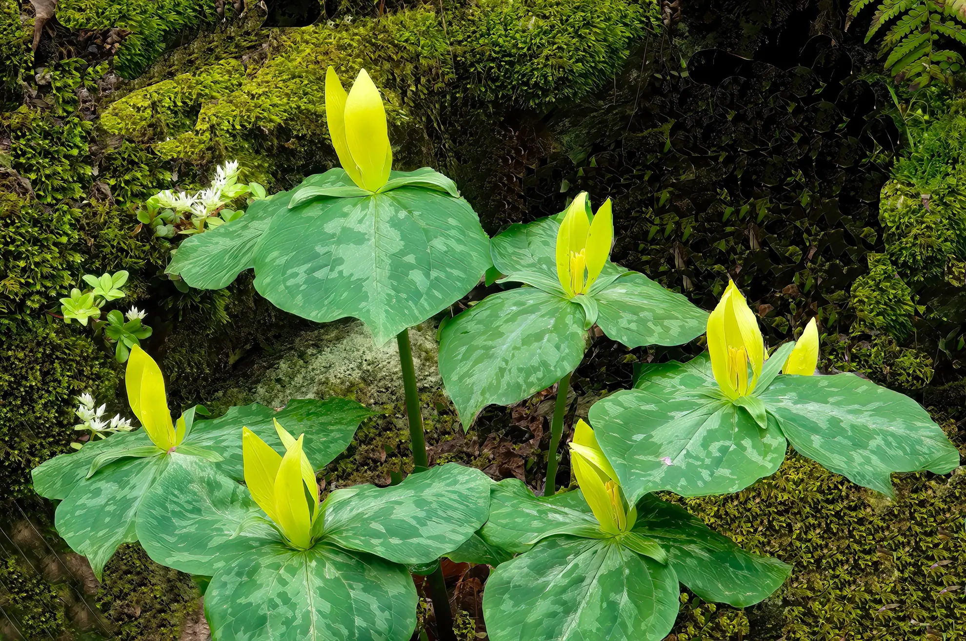 Yellow trilliums, upright yellow flowers above mottled leaves beside a mossy rock