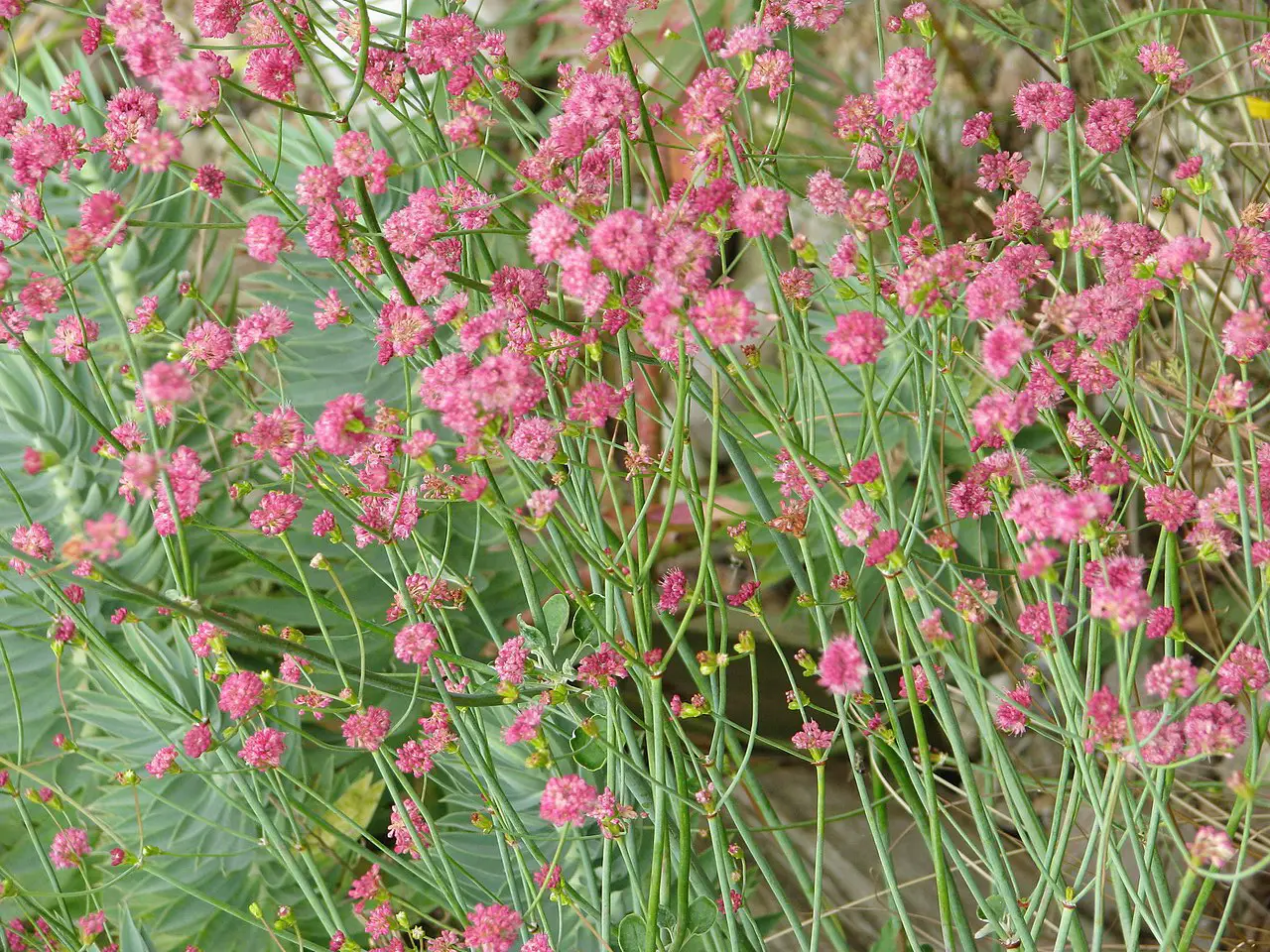 Red-flowering buckwheat, round rosy pink flower clusters on thin stems