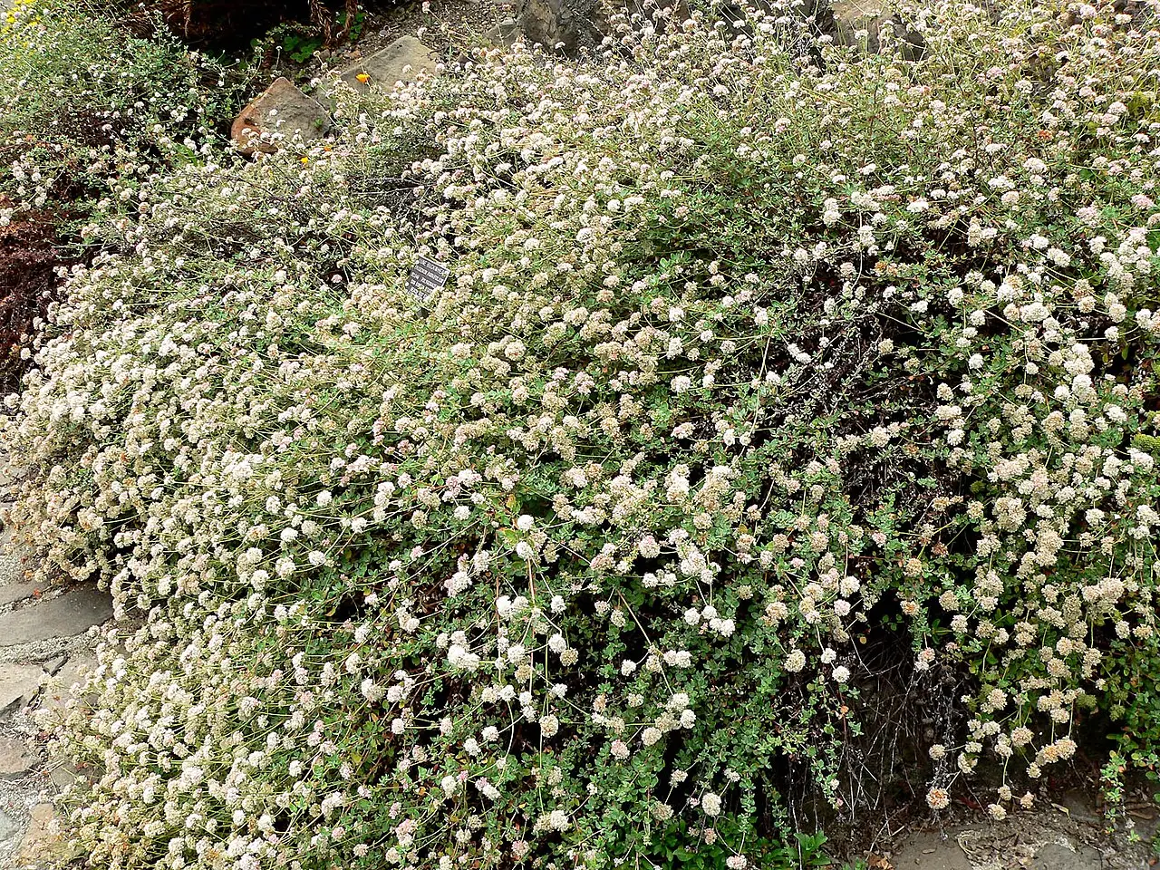 Seacliff buckwheat, a low mounding shrub covered in small white and pink flower heads