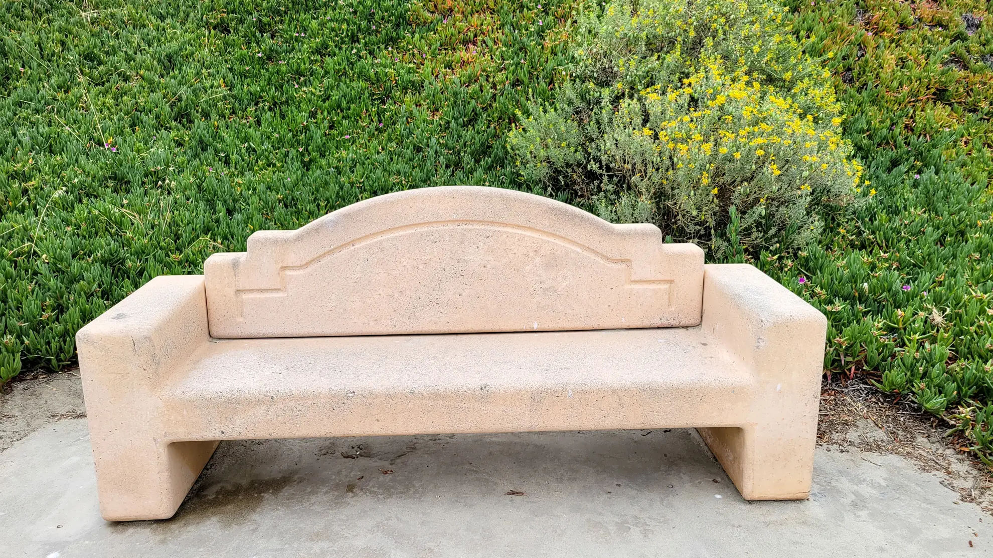 Concrete bench in front of ice plant groundcover, with yellow-flowered bladderpod behind