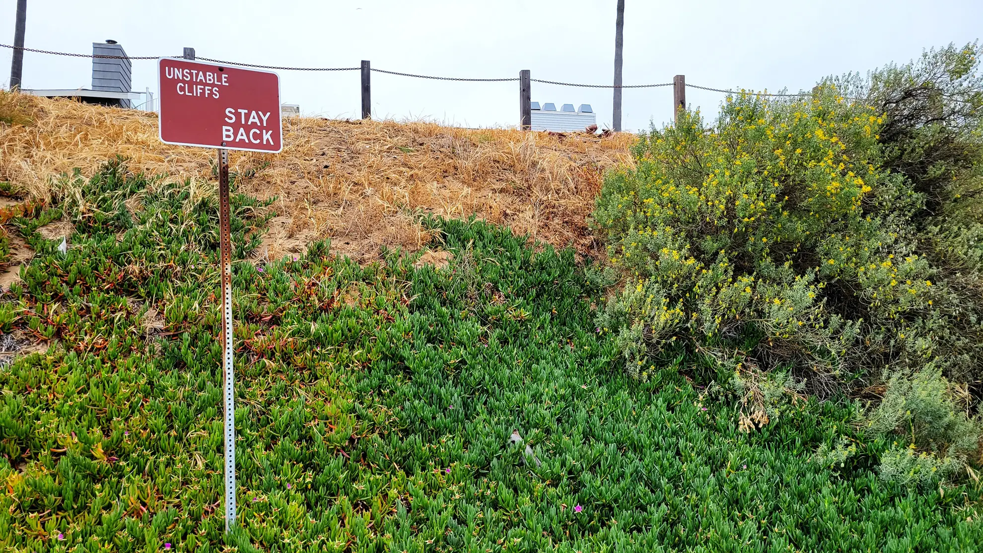 Bladderpod blooming yellow at the top of a coastal slope beside an ‘Unstable cliffs, stay back’ sign