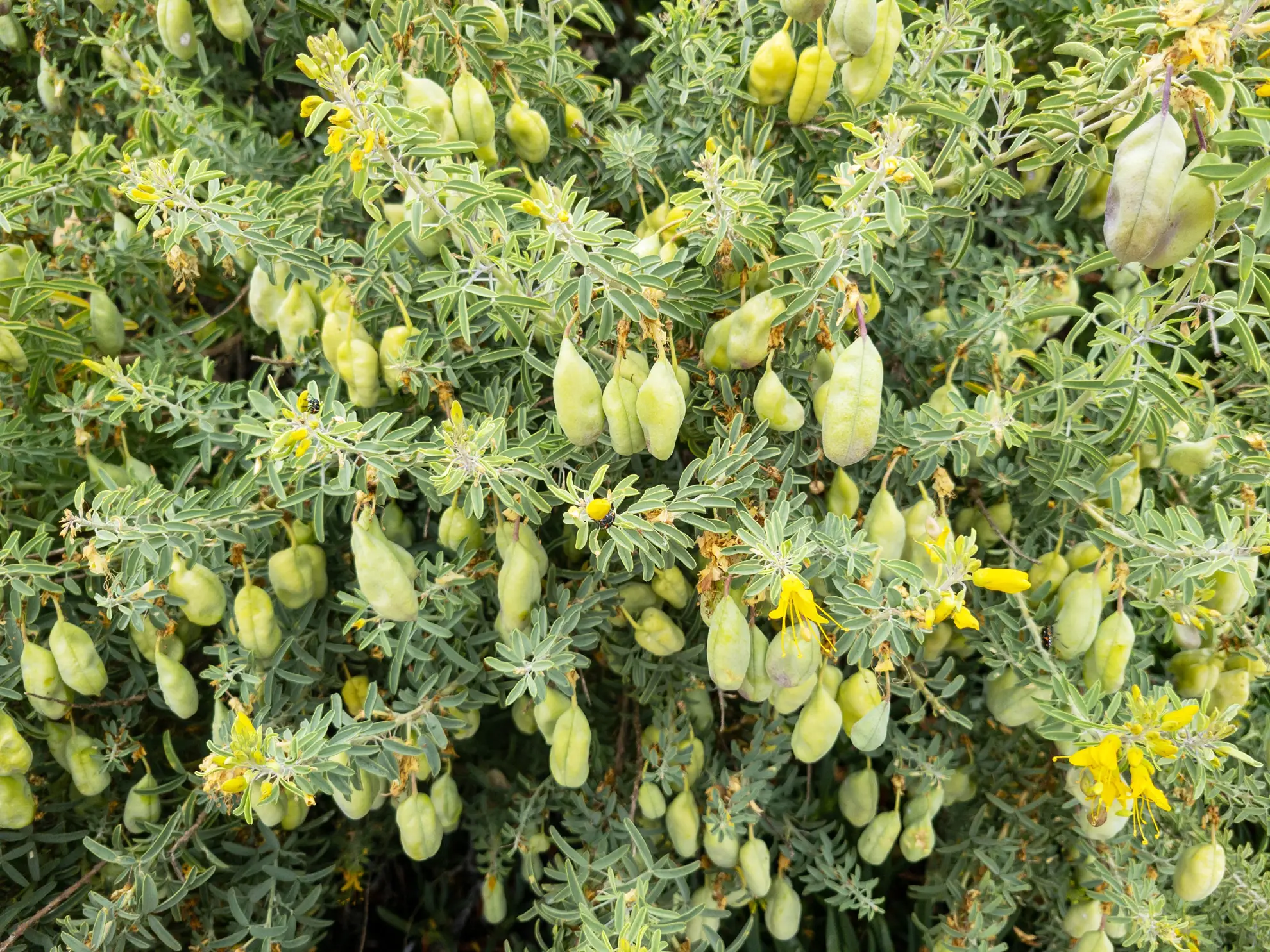 Bladderpod, a shrub hung with pale green inflated seed pods and a few yellow flowers