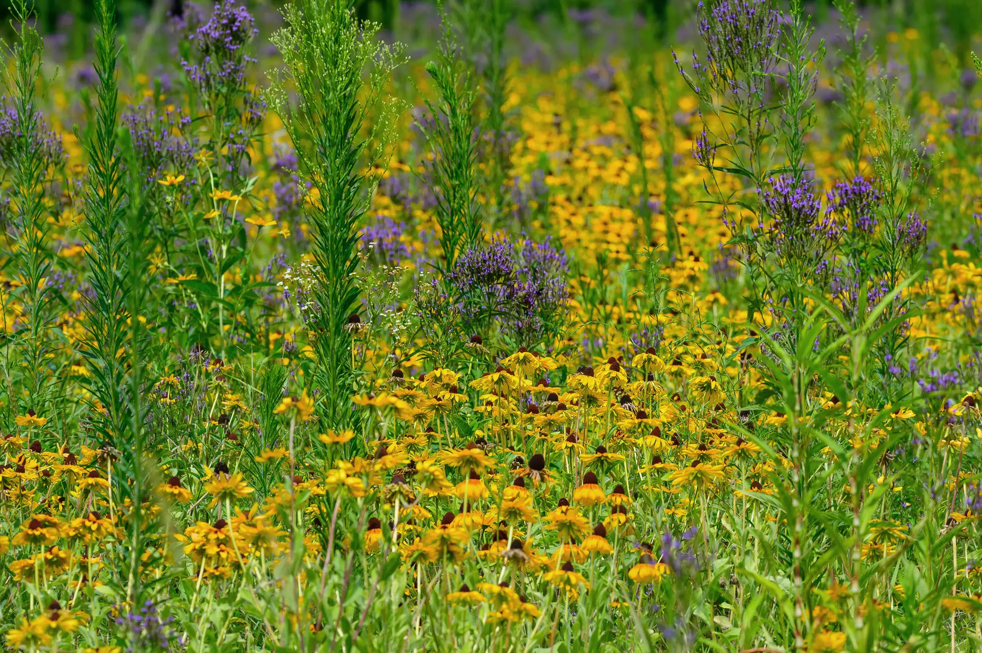 Blue vervain’s purple spikes rising over a field of black-eyed Susans