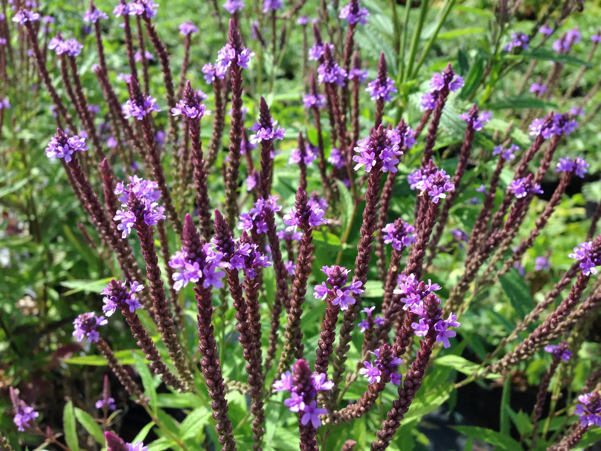 Blue vervain, many thin flower spikes with rings of purple flowers