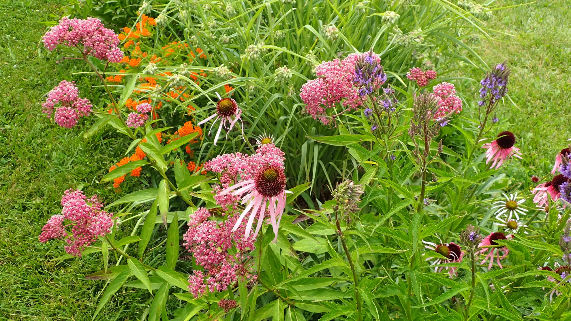 Swamp milkweed with orange butterfly weed, pale purple coneflowers and blue vervain in a sunny planting