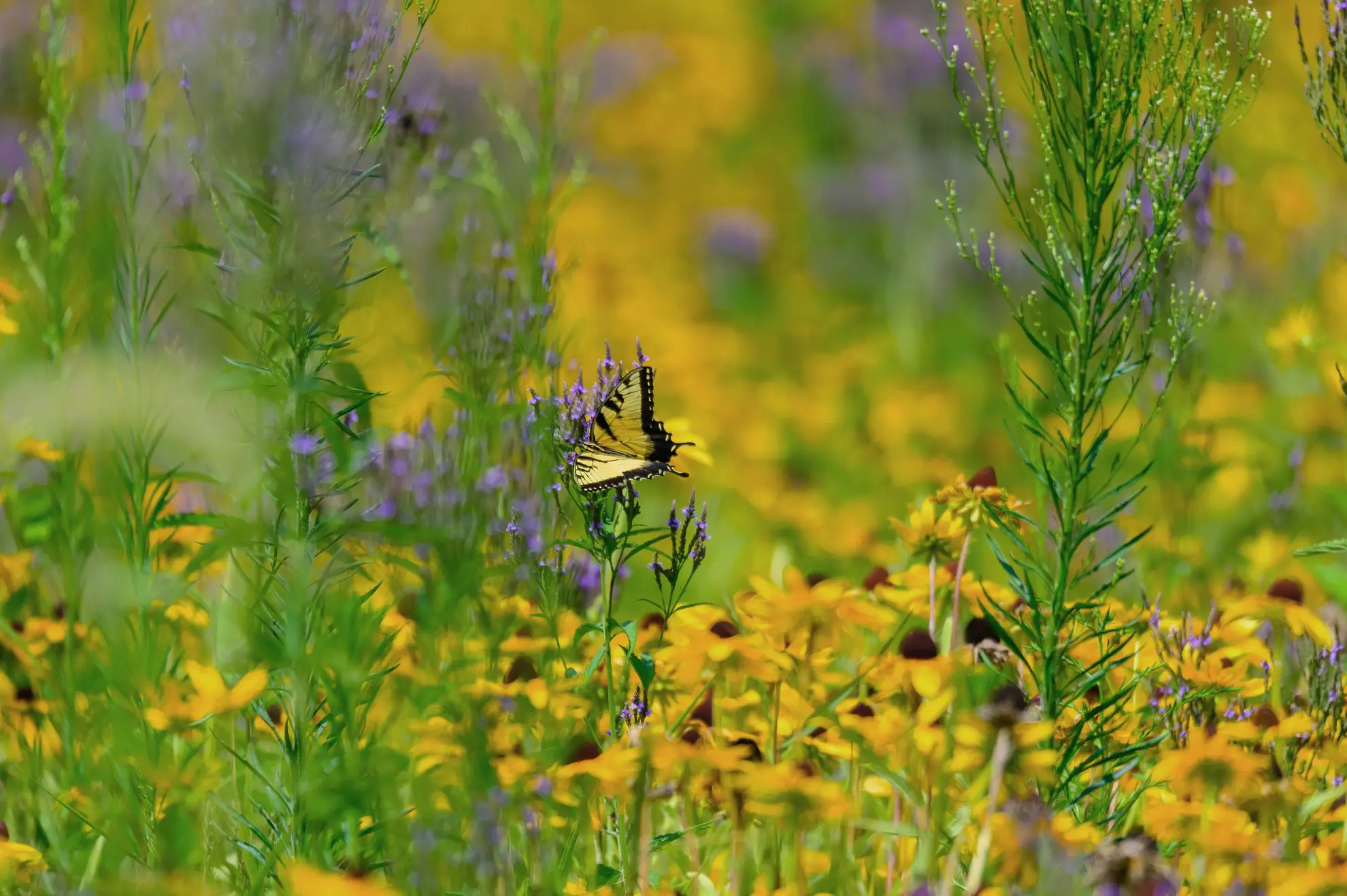 Eastern tiger swallowtail on blue vervain among black-eyed Susans in a meadow