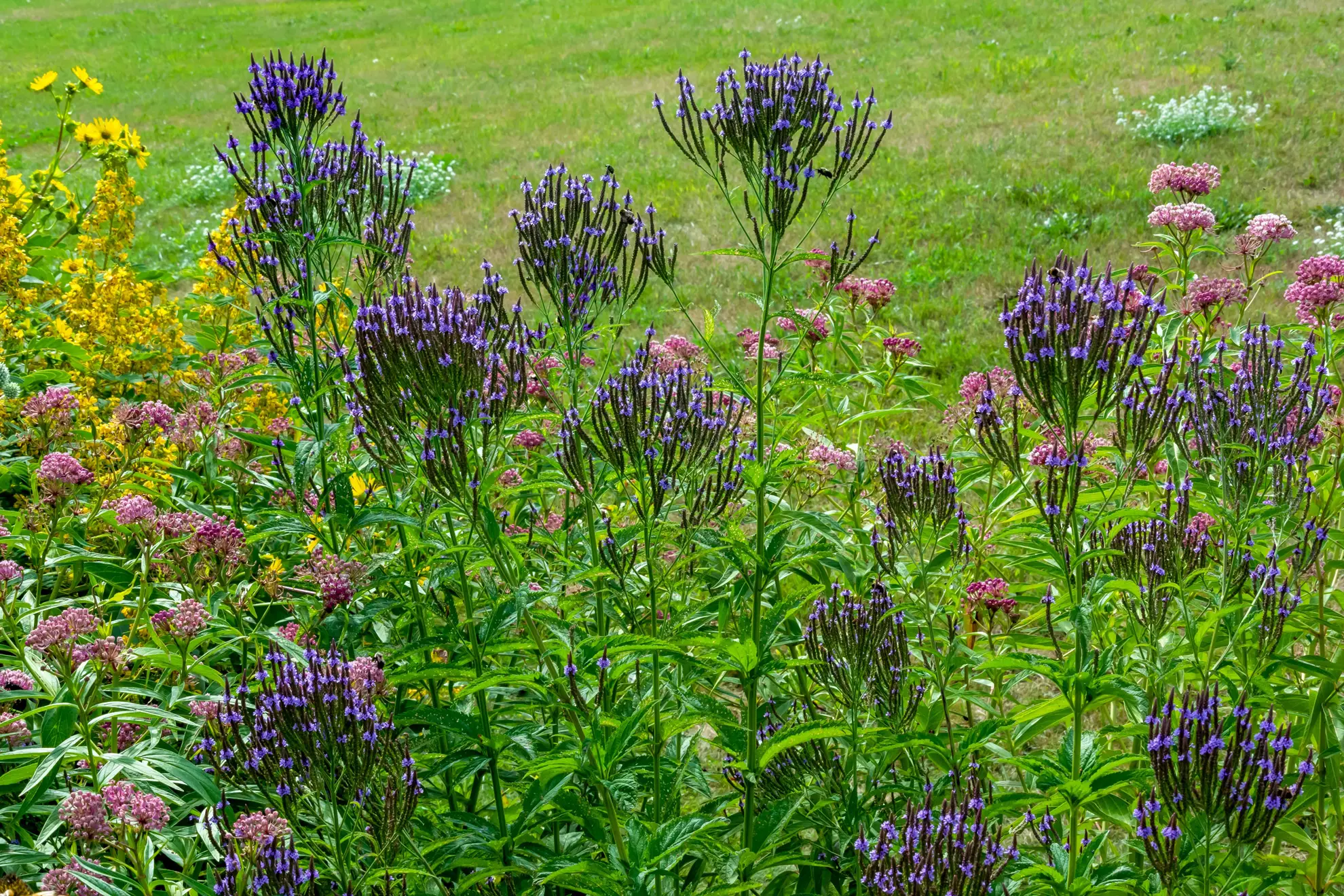 Blue vervain and swamp milkweed, purple flower spikes and pink flower clusters in a meadow planting