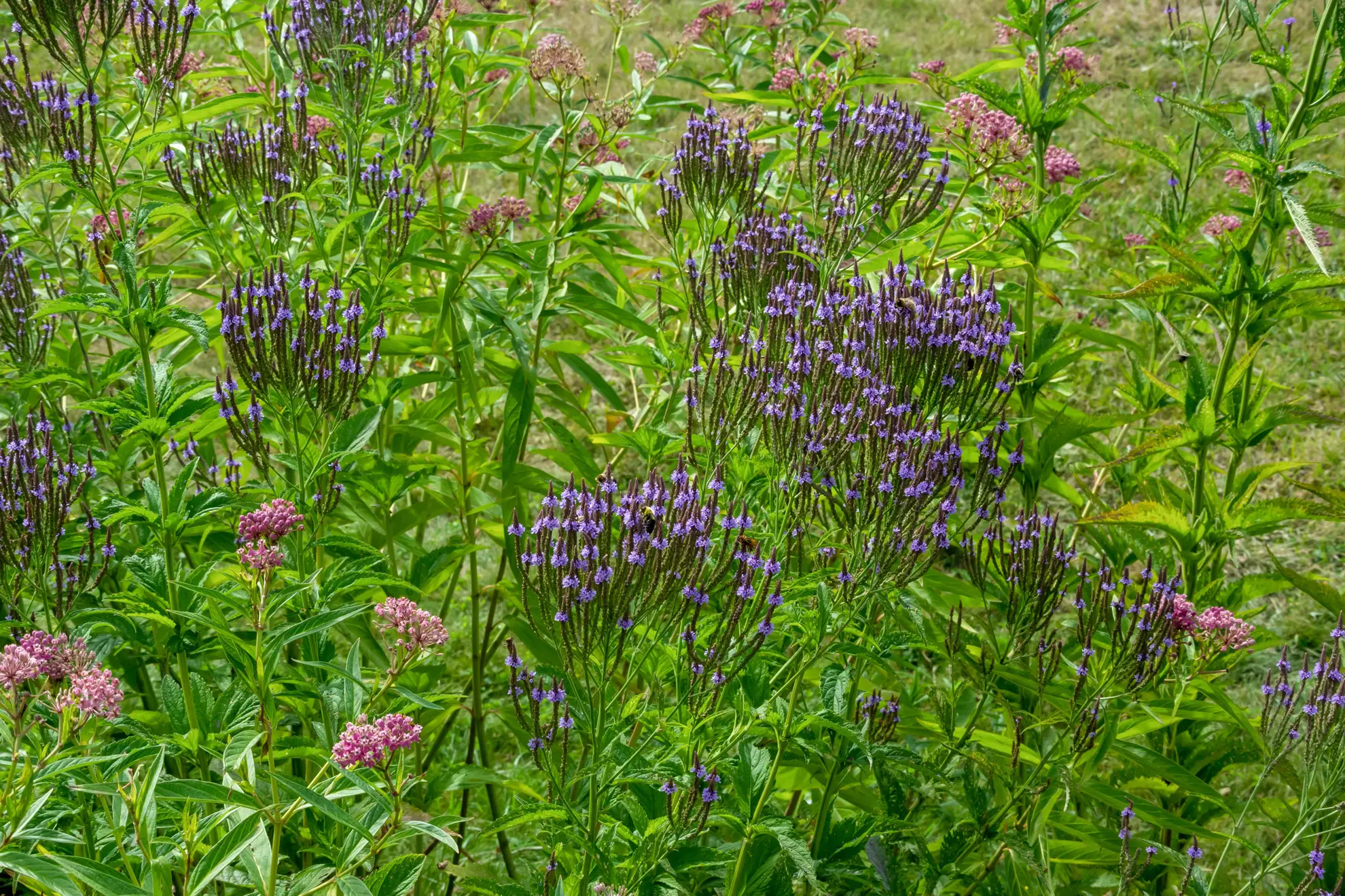 Blue vervain’s purple candelabra spikes with pink swamp milkweed in a wet meadow