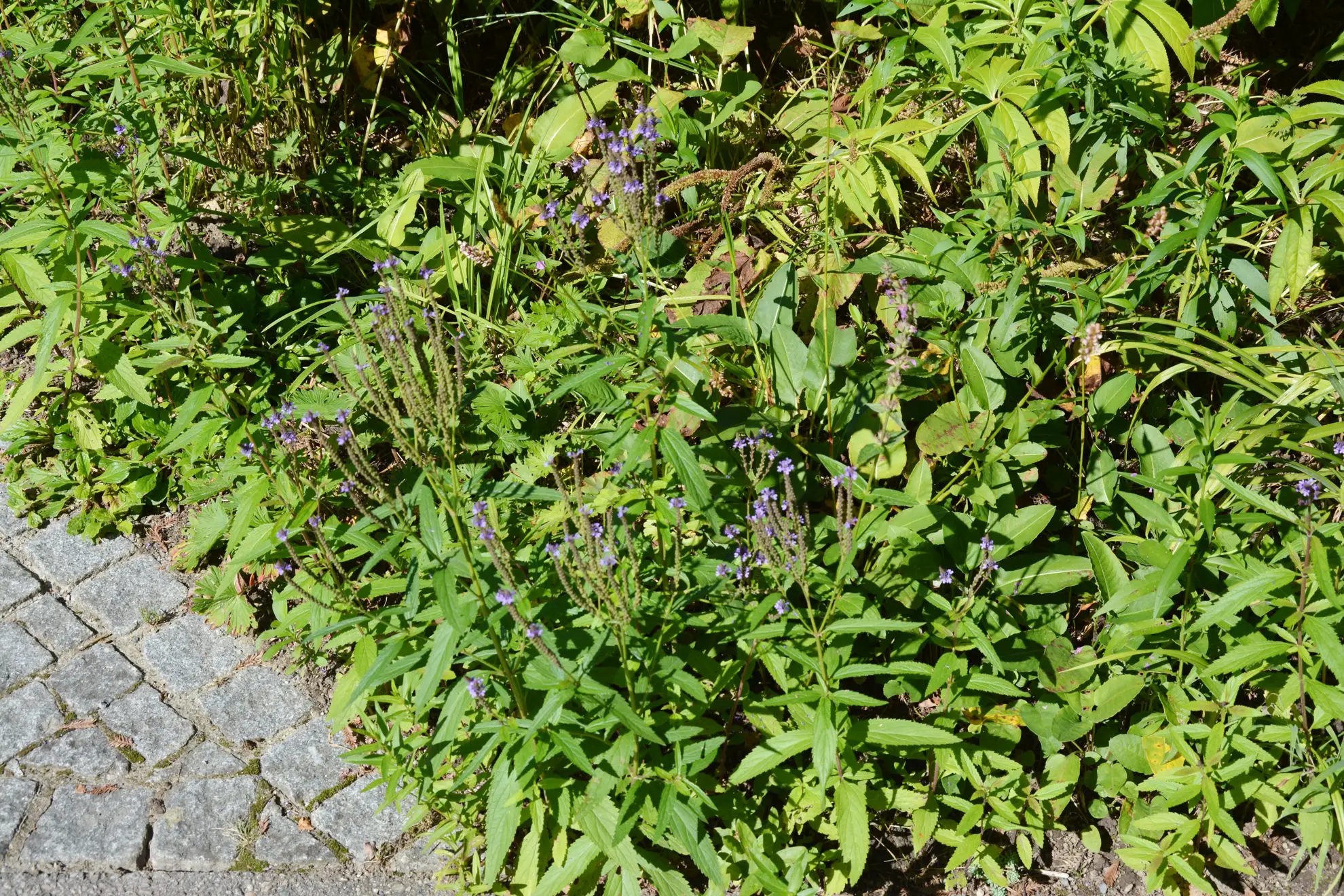 Blue vervain, a low clump with small purple spikes beside a stone sidewalk