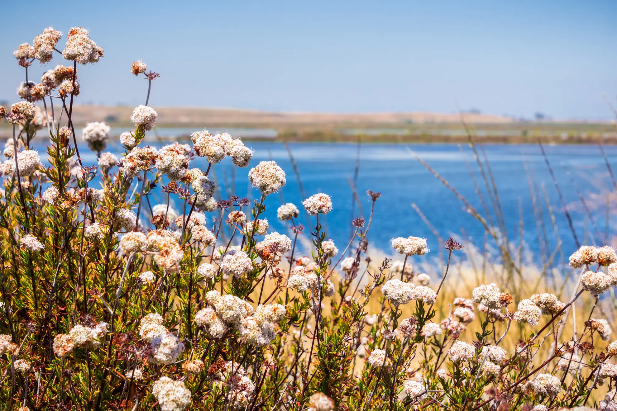 California buckwheat in full bloom, pale pink flower heads beside a bay