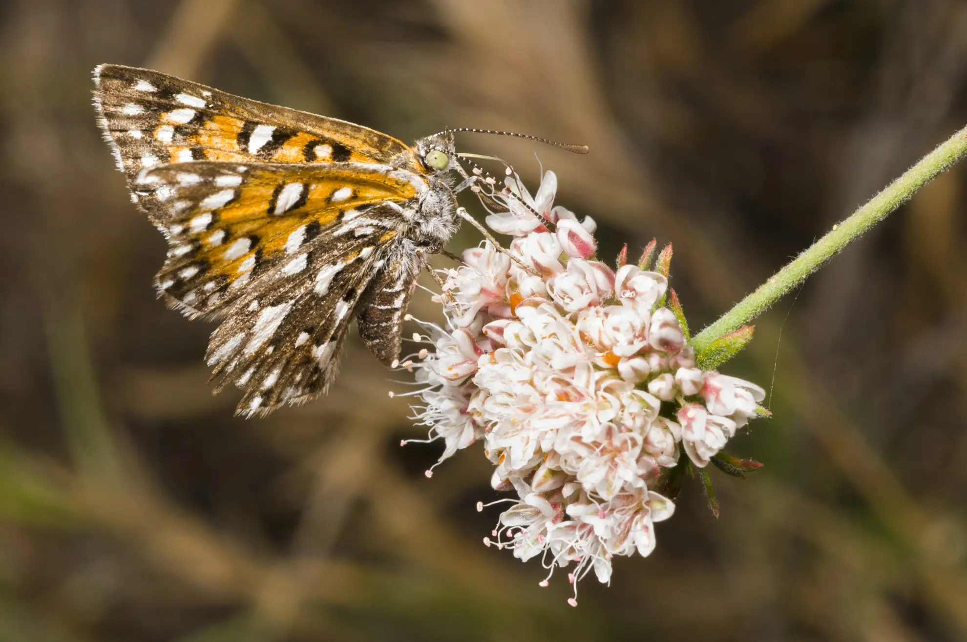 Behr’s metalmark butterfly, orange and black with white spots, feeding on a California buckwheat flower