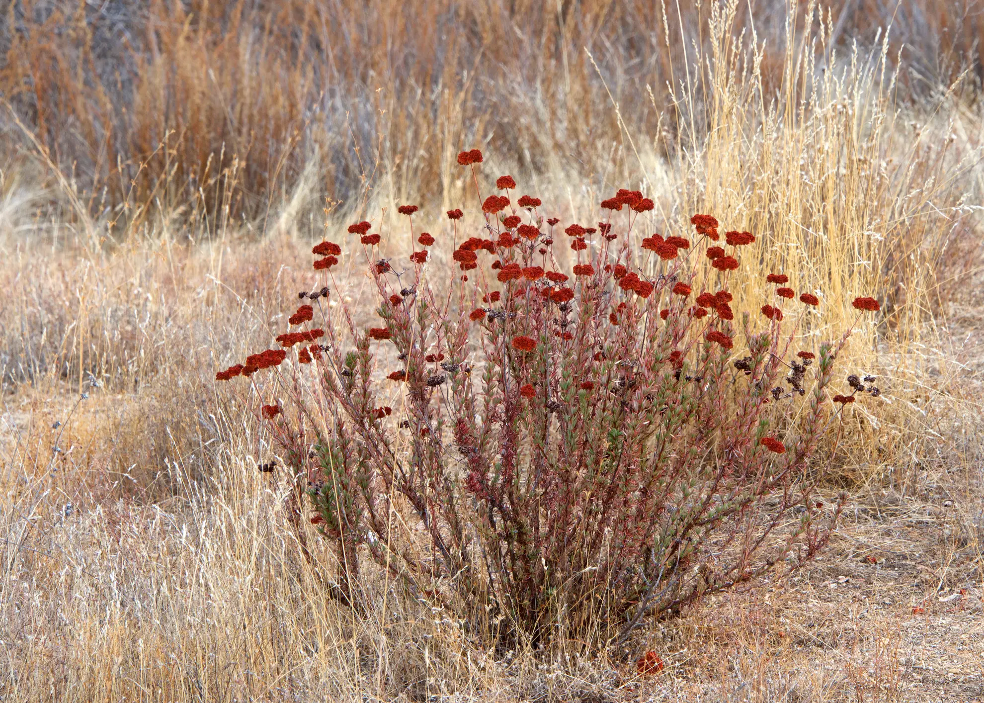 California buckwheat in winter, rust-red dried flower heads on a shrub in dry grass